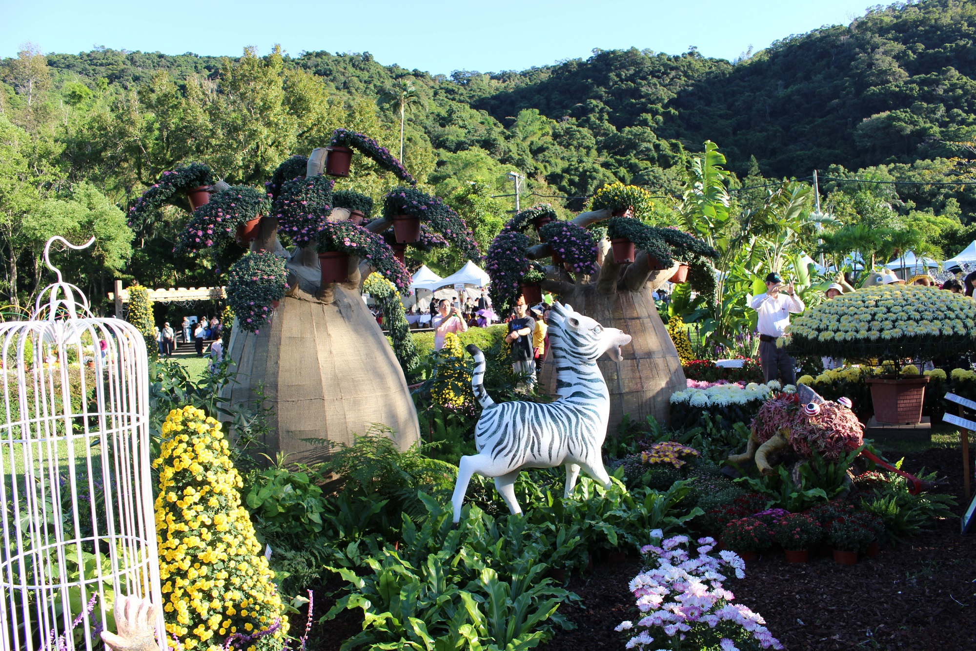 圖2.懸崖菊、造形菊搭配大立菊呈現非洲叢林的野性之美