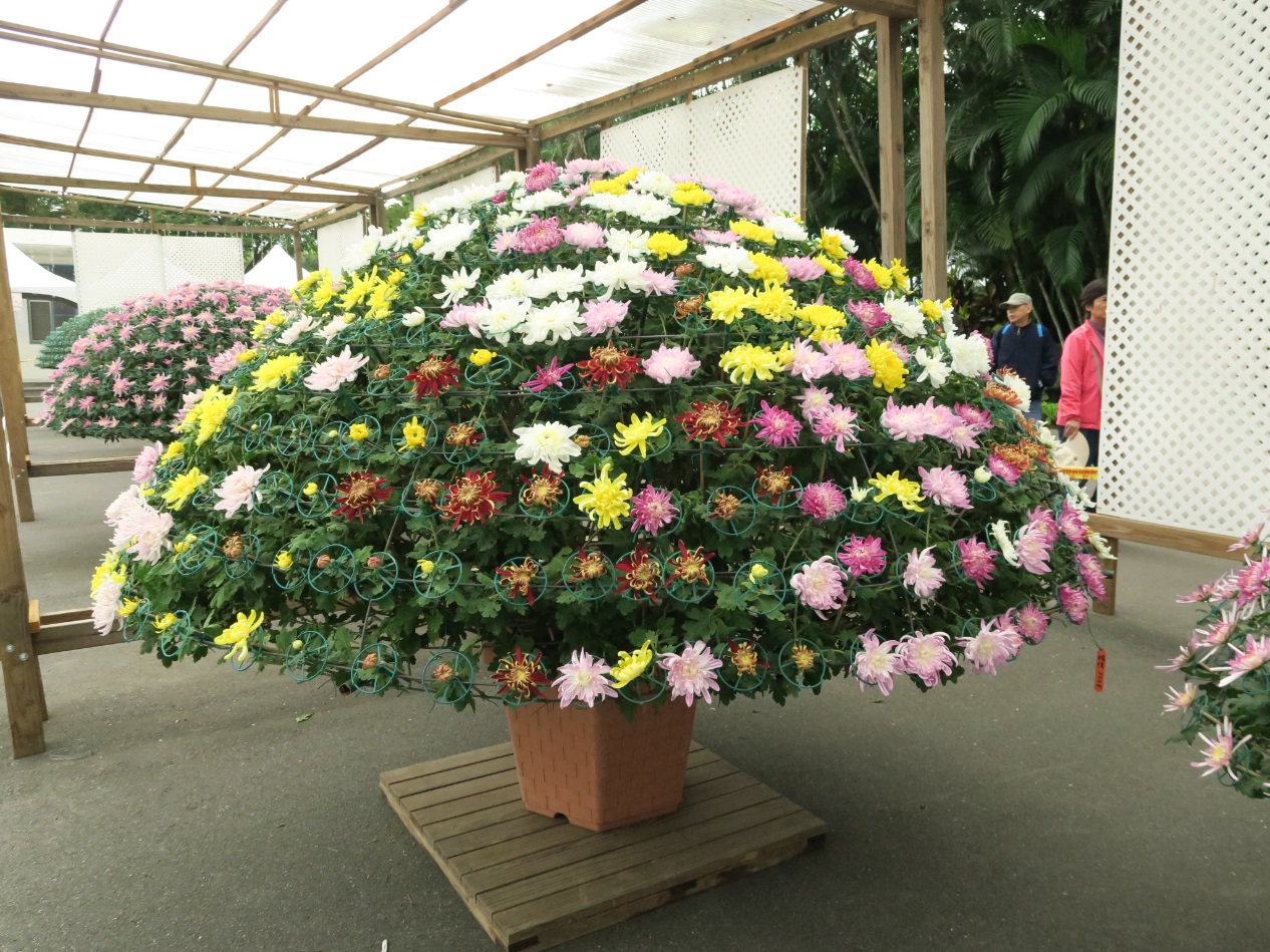 圖7. 公園處展現精湛的嫁接技術，培養獨樹一格的嫁接大立菊