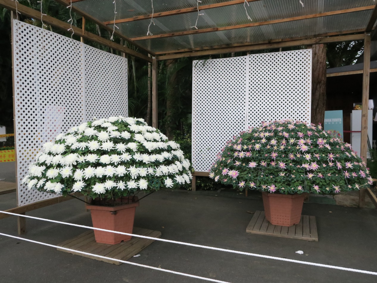 圖8. 由敦化苗圃精心培育的大立菊