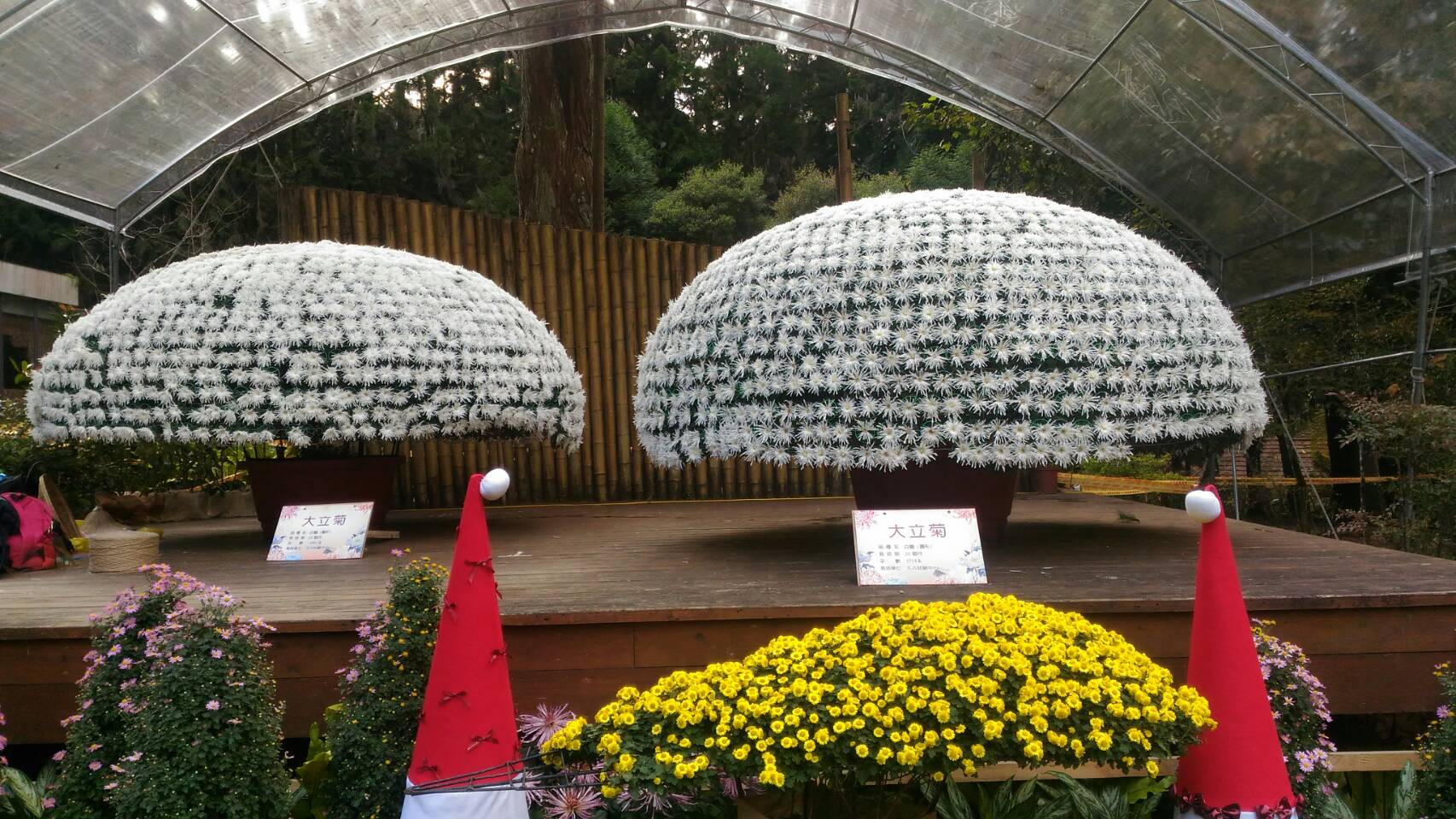 圖1. 大立菊在溪頭自然教育園區壯觀呈現