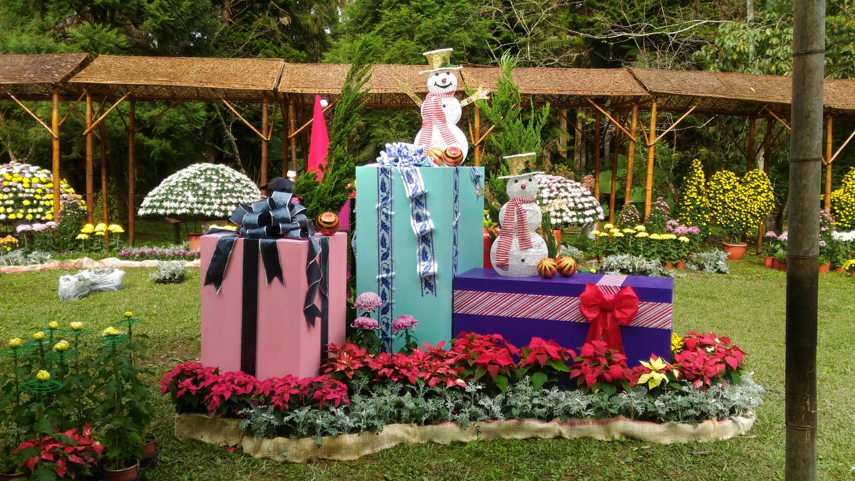 圖2. 臺北、溪頭大立菊聯展呈現濃郁耶誕氛圍