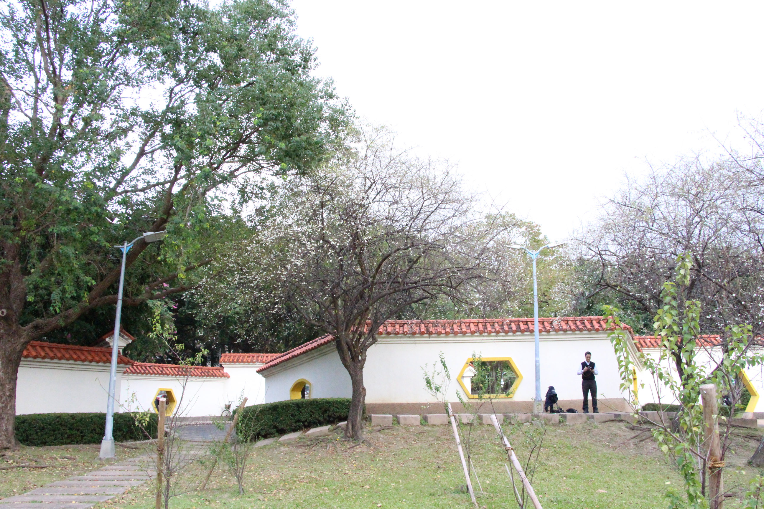 圖2. 古色古香的志成公園梅花現正盛開1攝自陳正祥