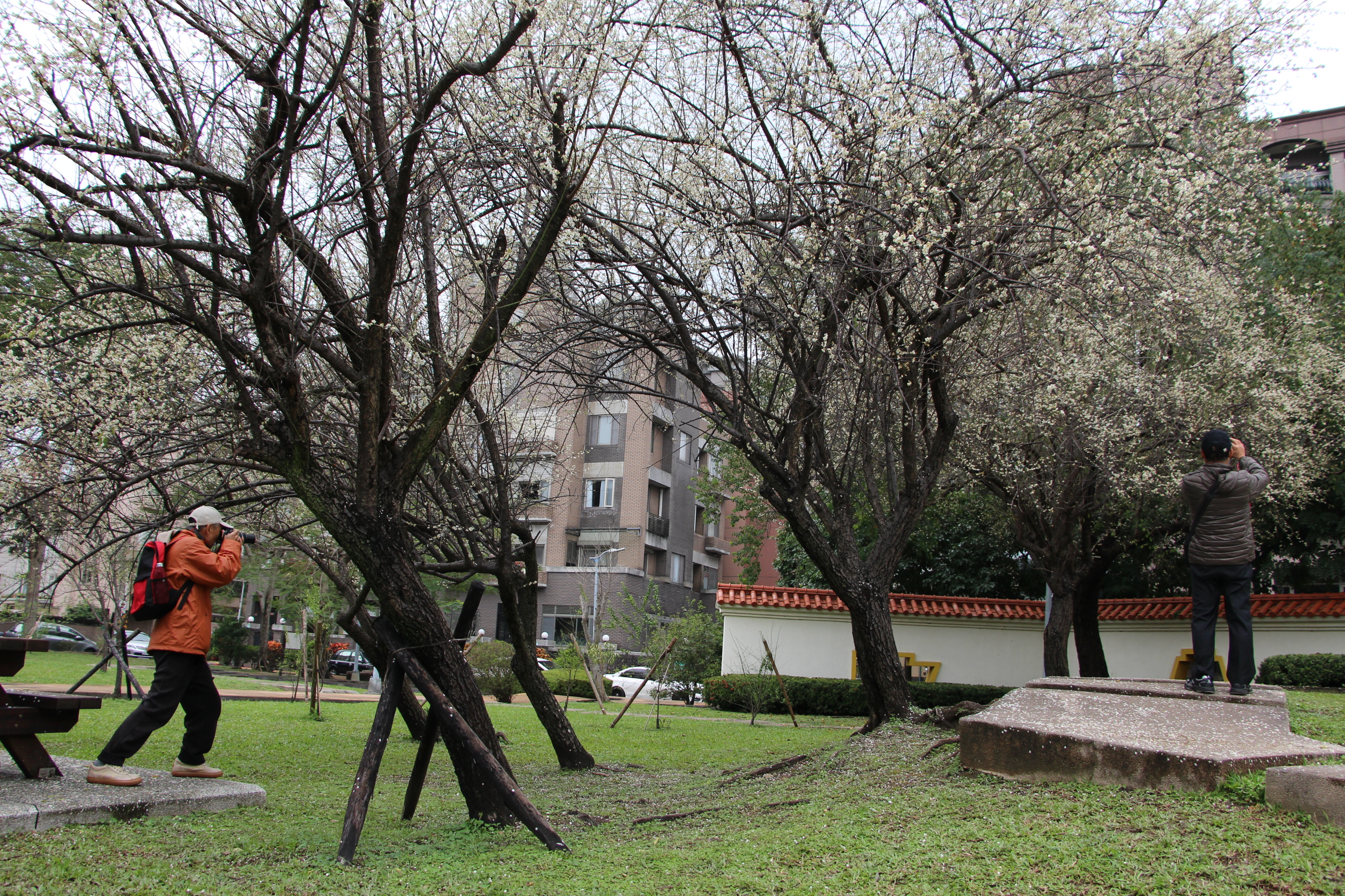 圖4.志成公園梅花盛開，吸引民眾拍照攝自李佳佳