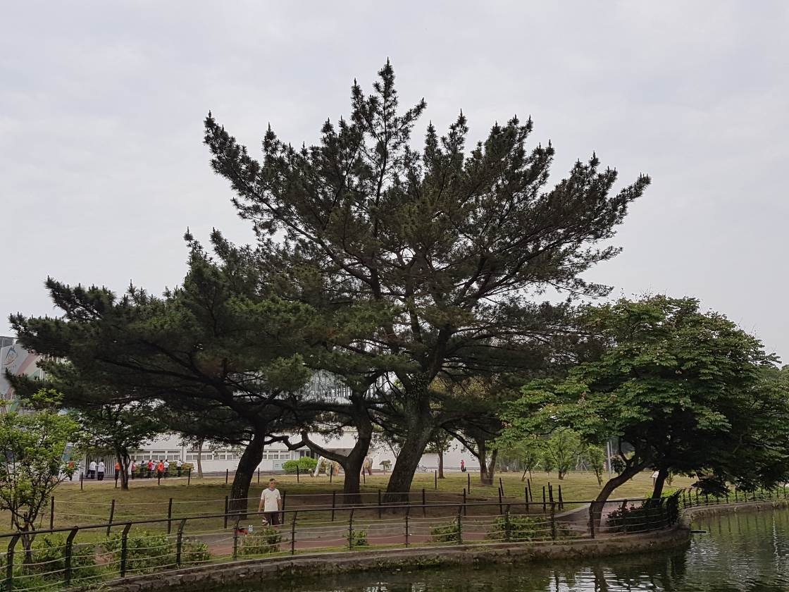 圖1青年公園黑松自然樹型良好提供良好遮蔭