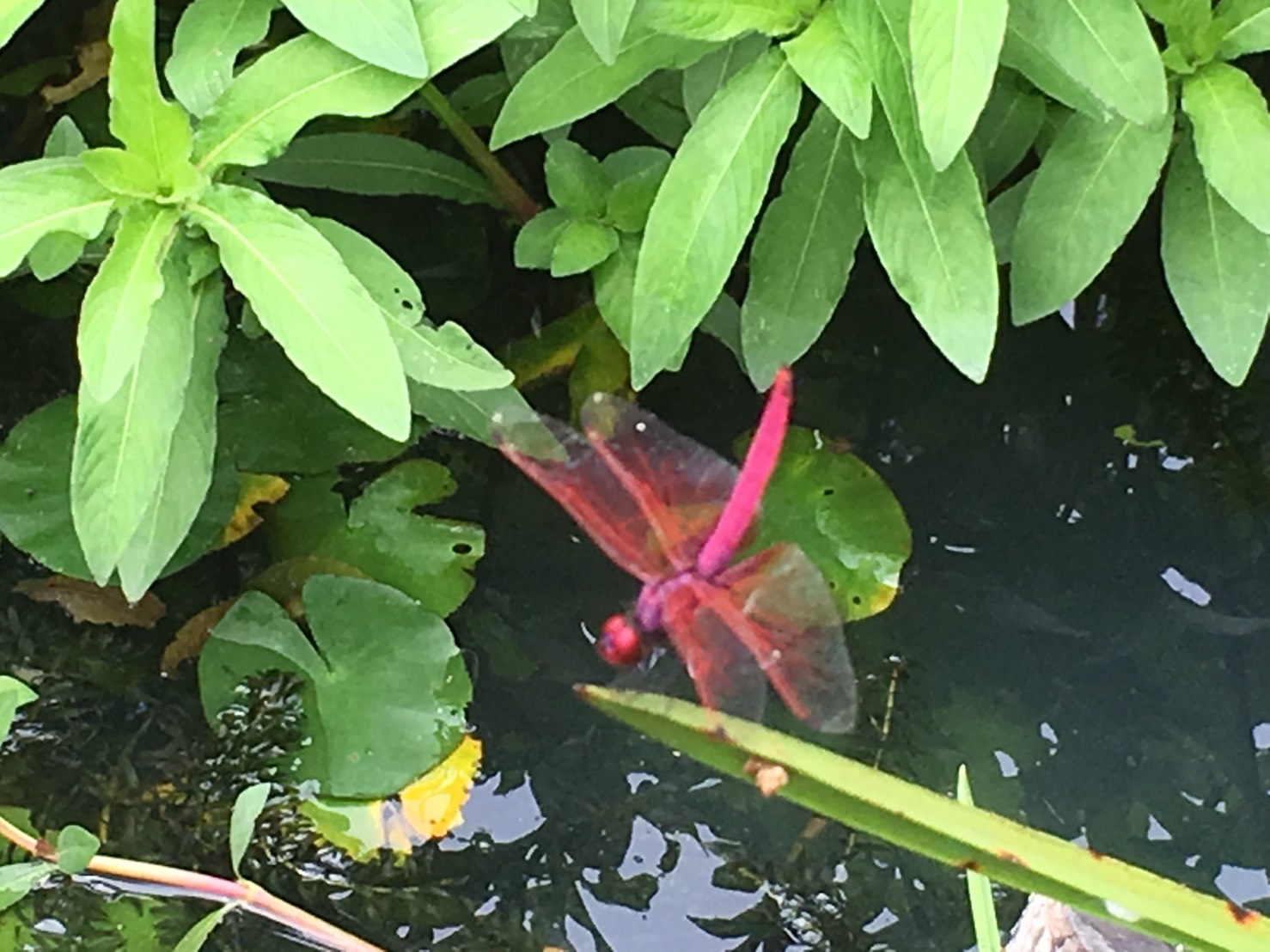 圖5. 紫紅蜻蜓雄蟲