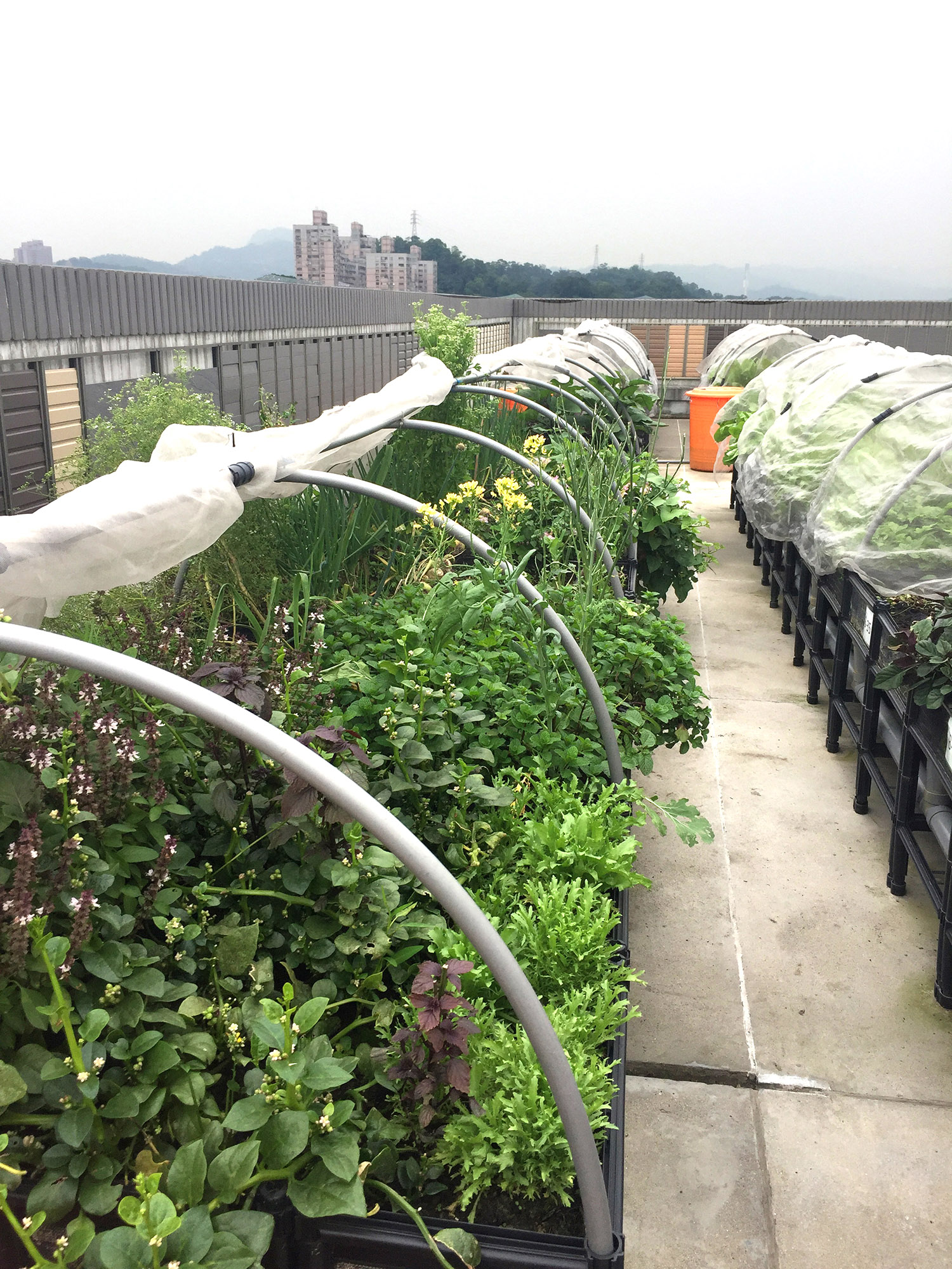 11.田園城市-綠屋頂(興隆公宅)現況照片