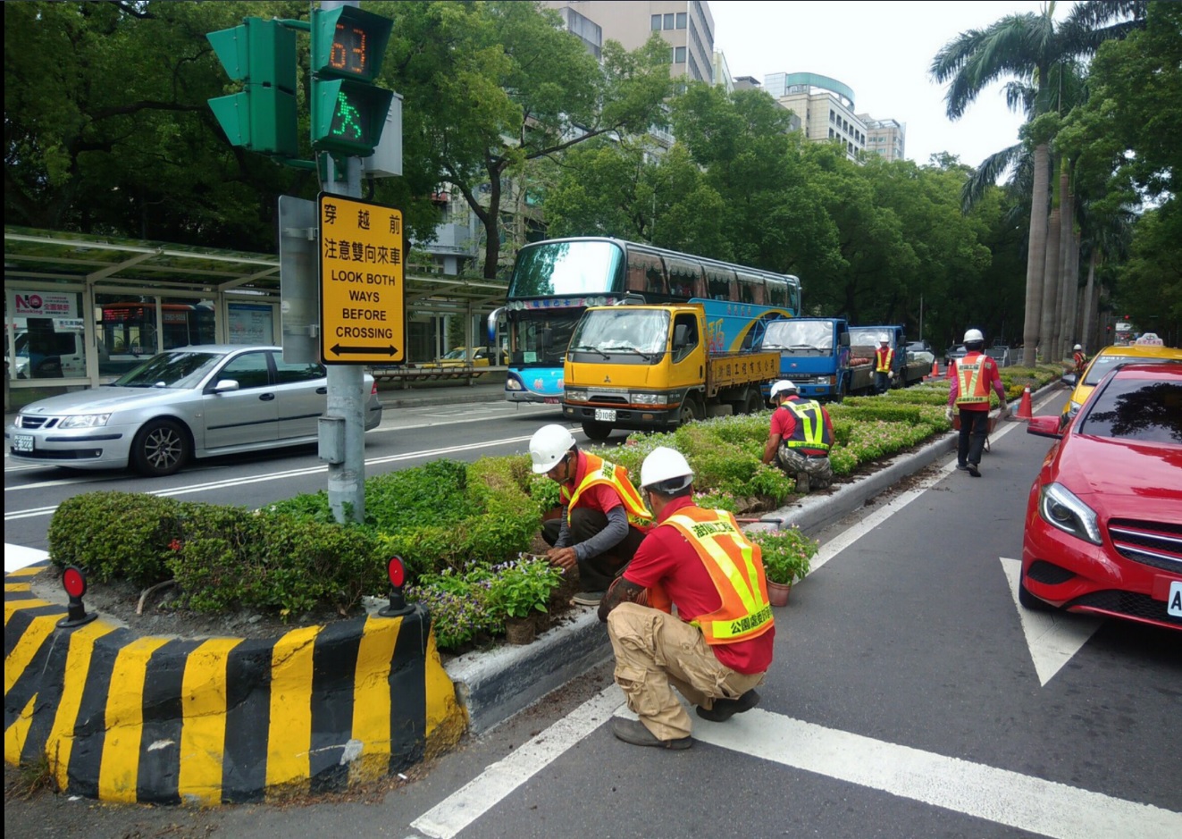 公園處員工辛苦在車陣中栽植分隔島灌木及草花
