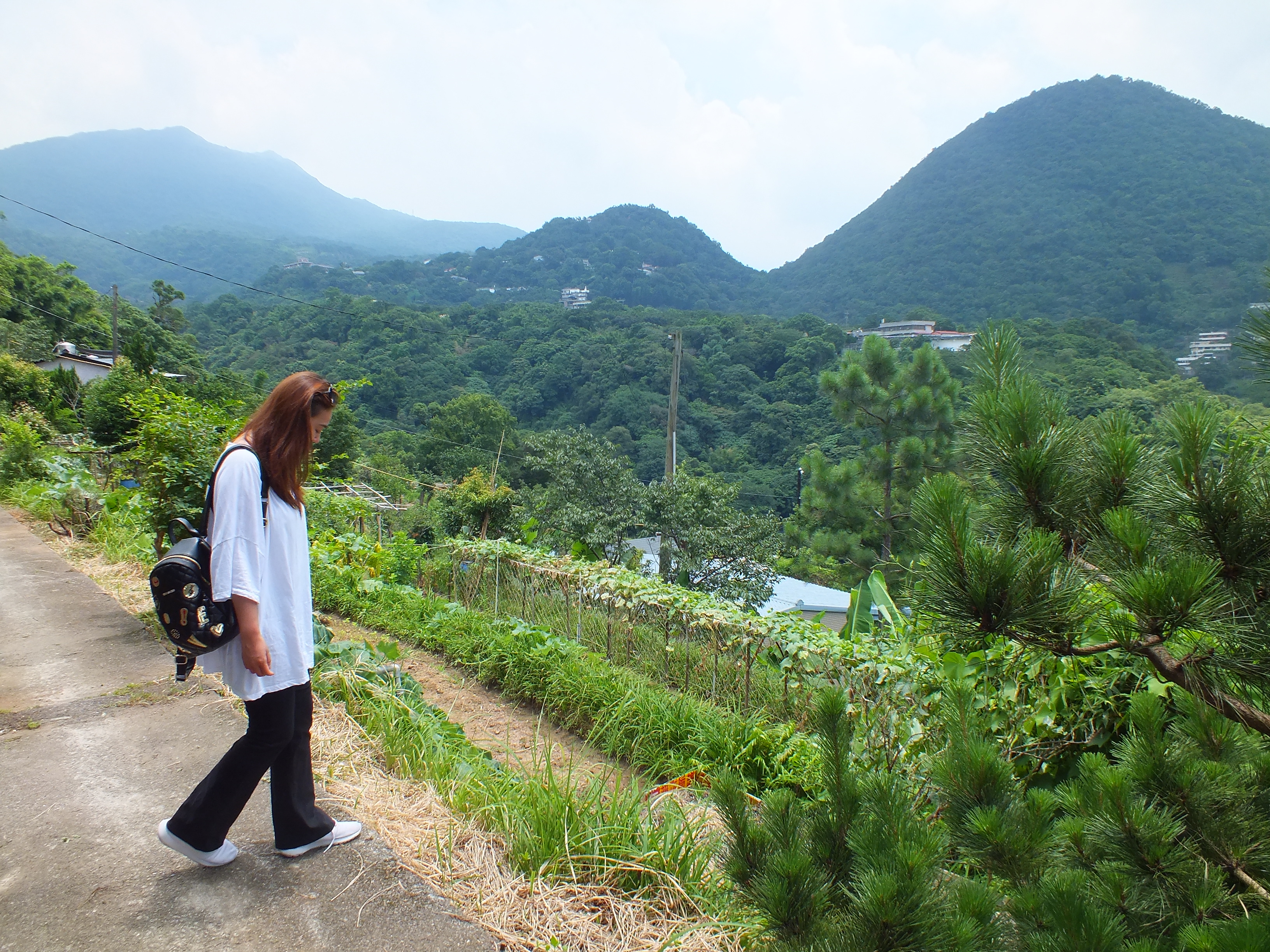 照片2　步行水圳步道，近景飽覽梯田景致，遠景眺望紗帽山