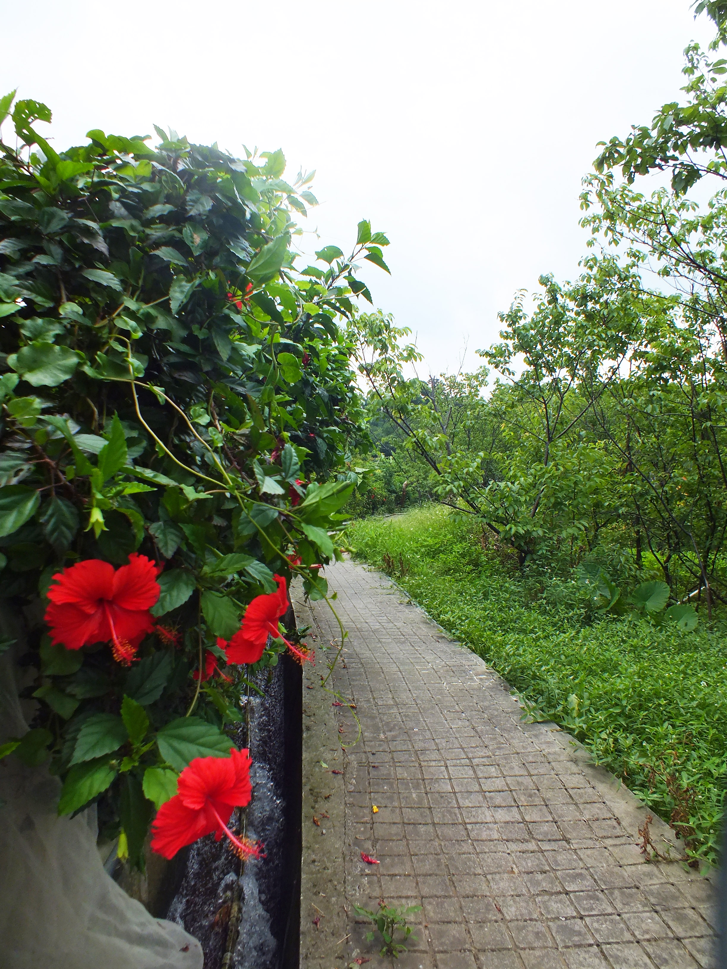 照片6 夏季朱槿綻放於東昇步道 