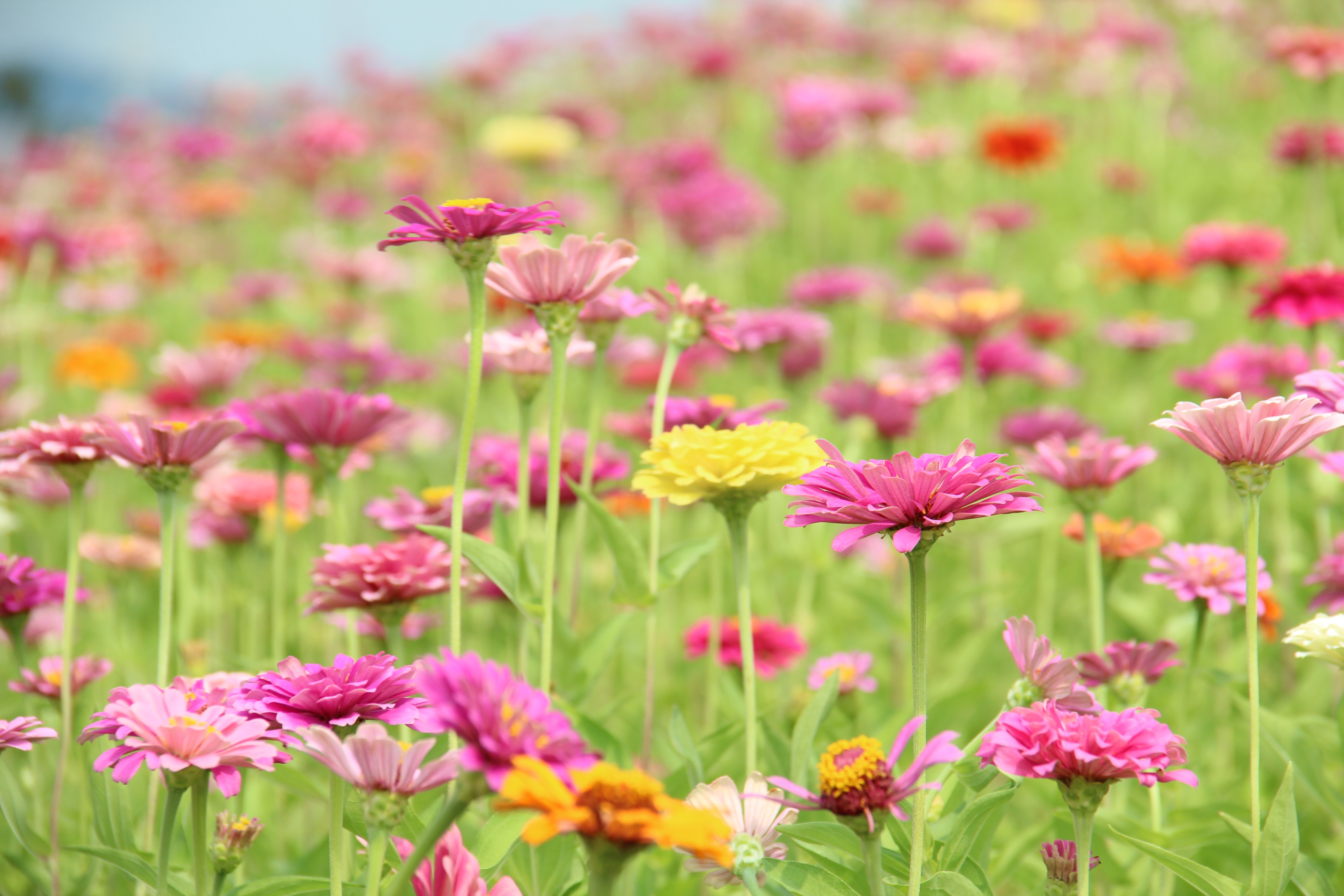 13. 大百日草花海花況特報!