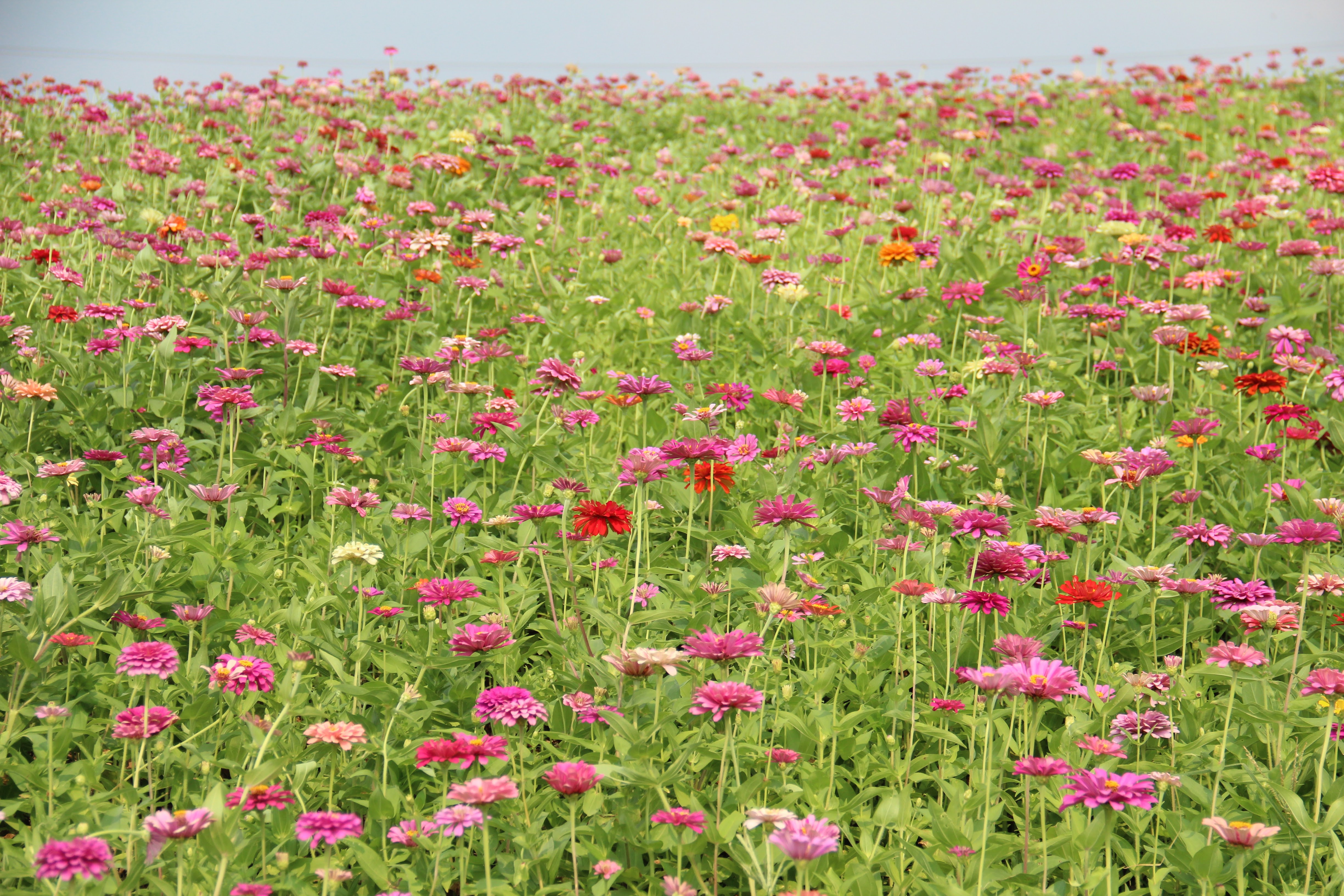 14. 大百日草花海花況特報!