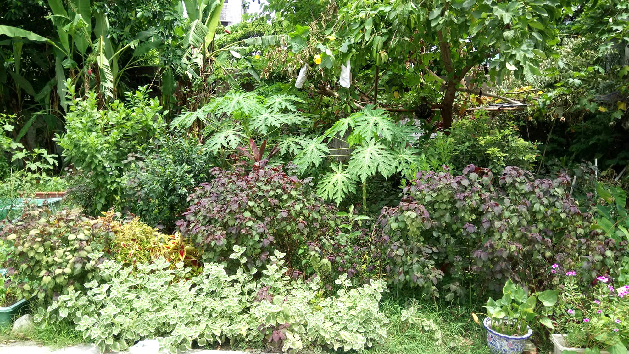 (圖7)綠地旁的田園基地種植多種蔬菜、香草