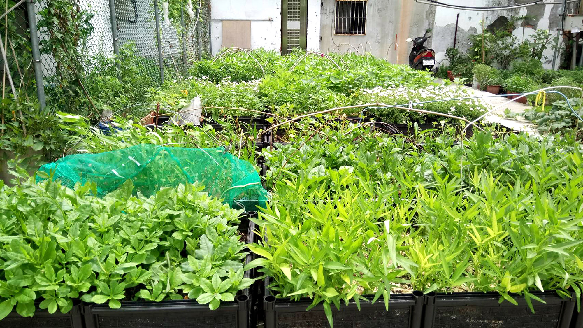 (圖8)田園基地盆栽菜苗是里民辛苦成果