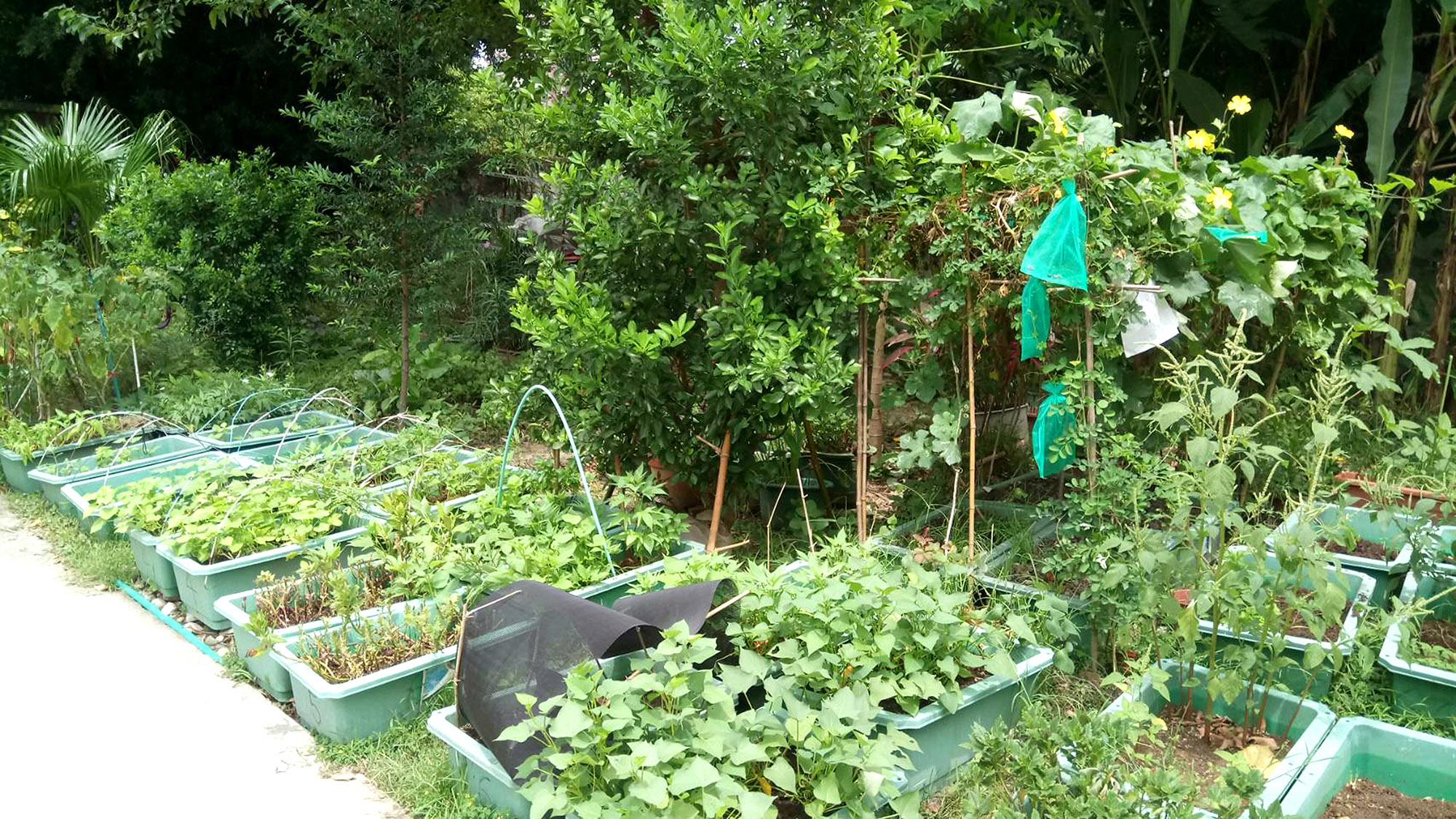 (圖9)田園基地多樣蔬菜展現豐富綠意