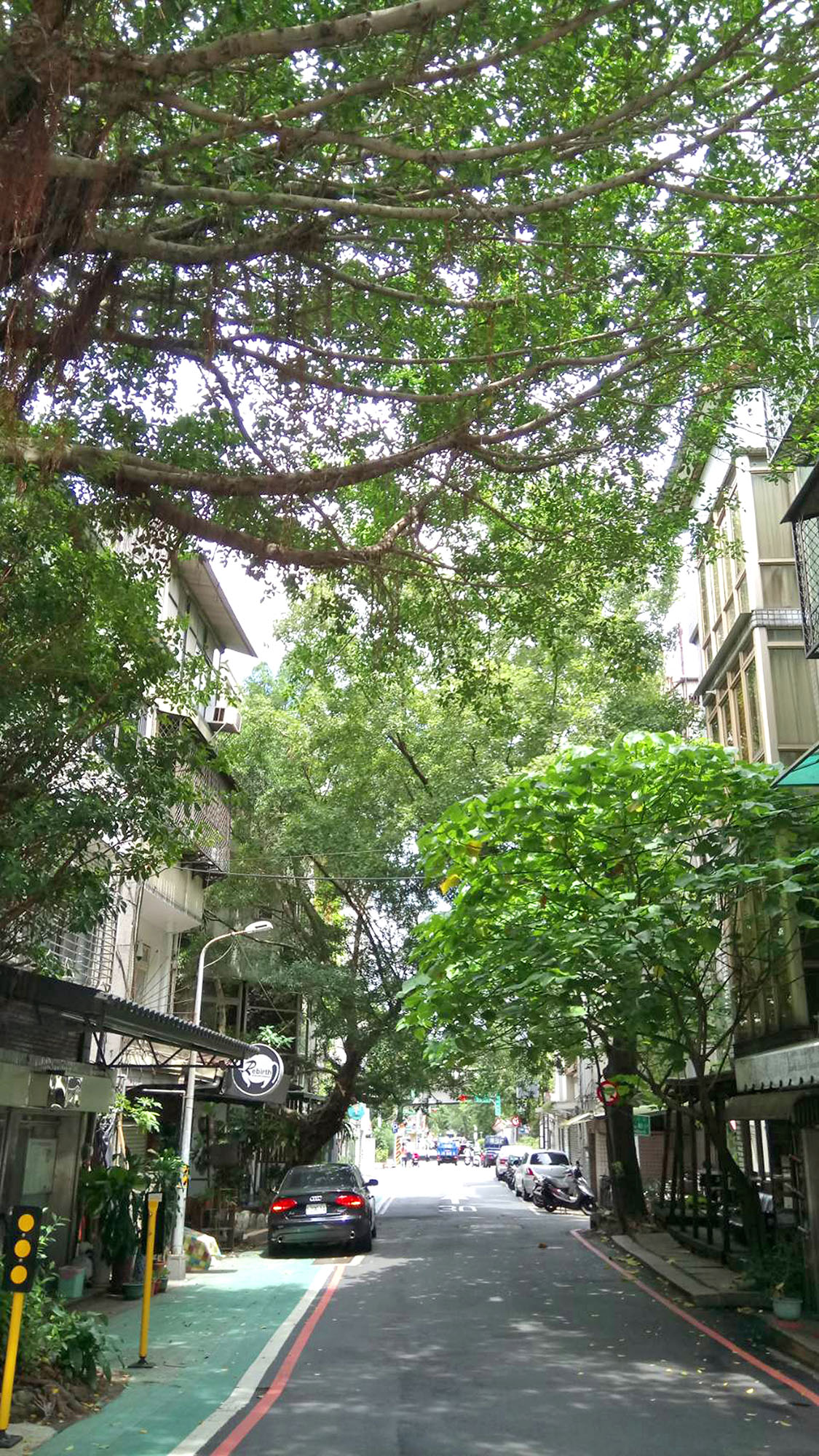 (圖10)參天巨木為溫州街帶來濃濃綠蔭