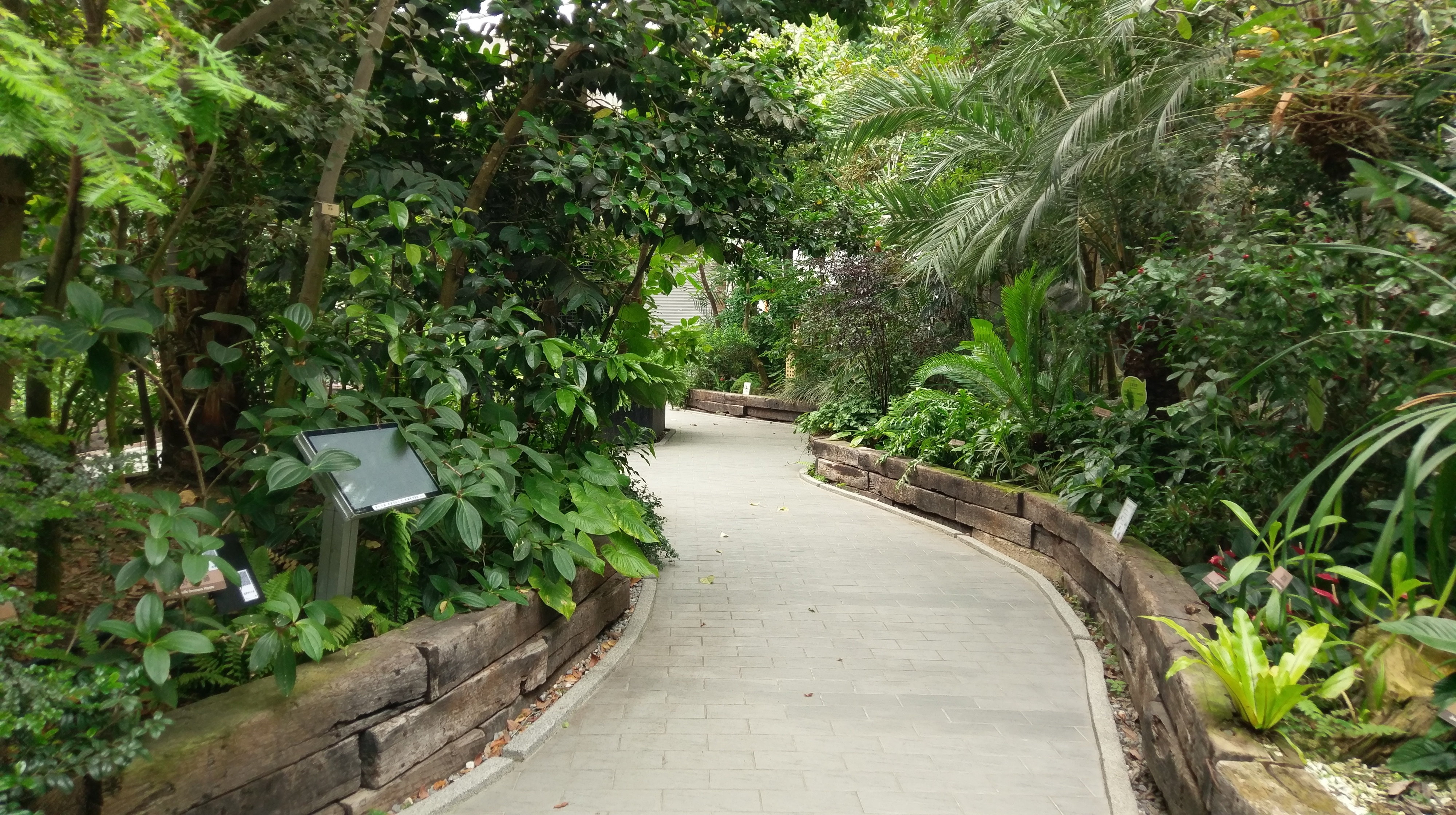 圖4._如同森林縮影，臺北典藏植物園一隅(一)。