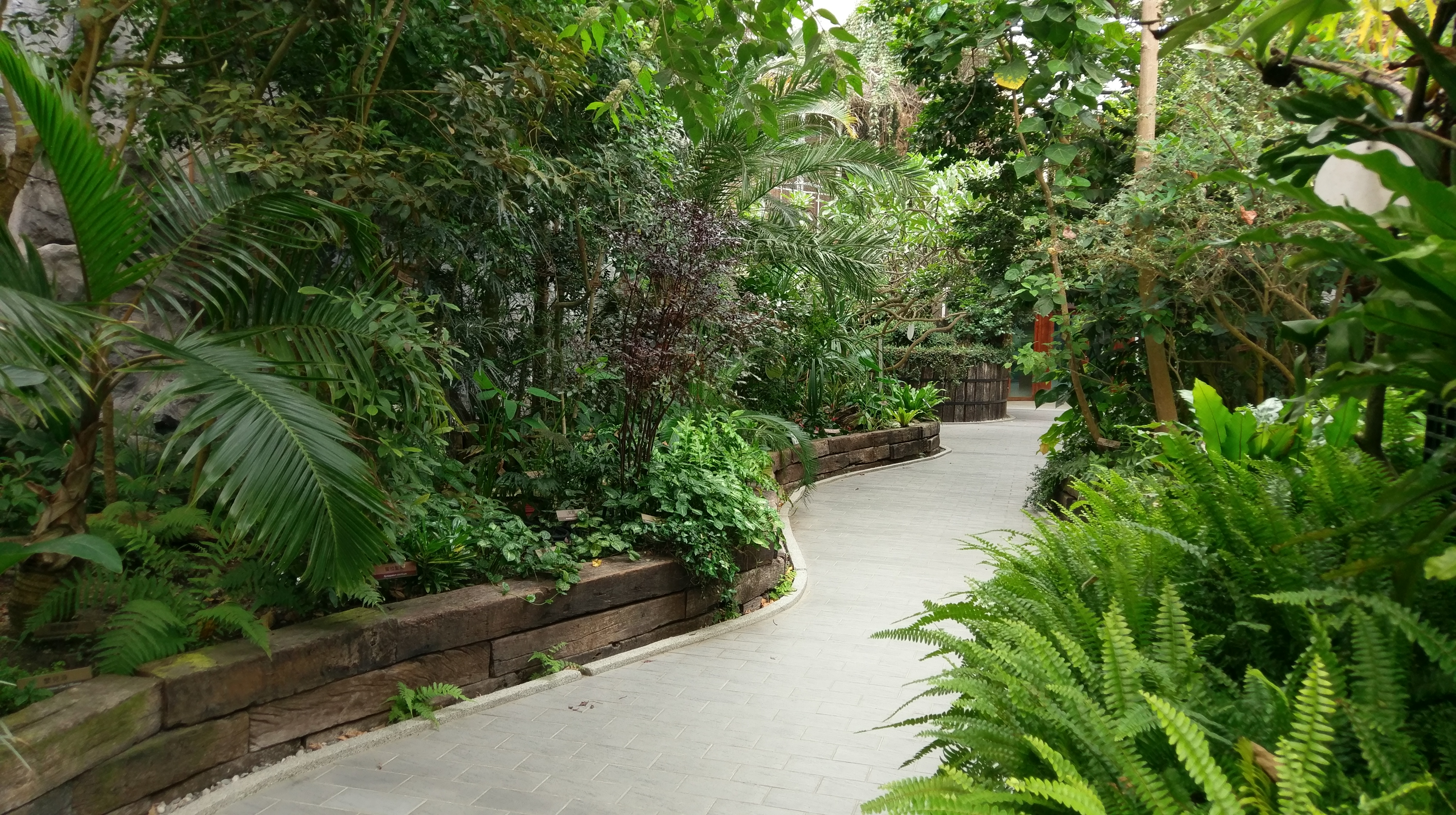 圖5._如同森林縮影，臺北典藏植物園一隅(二)。
