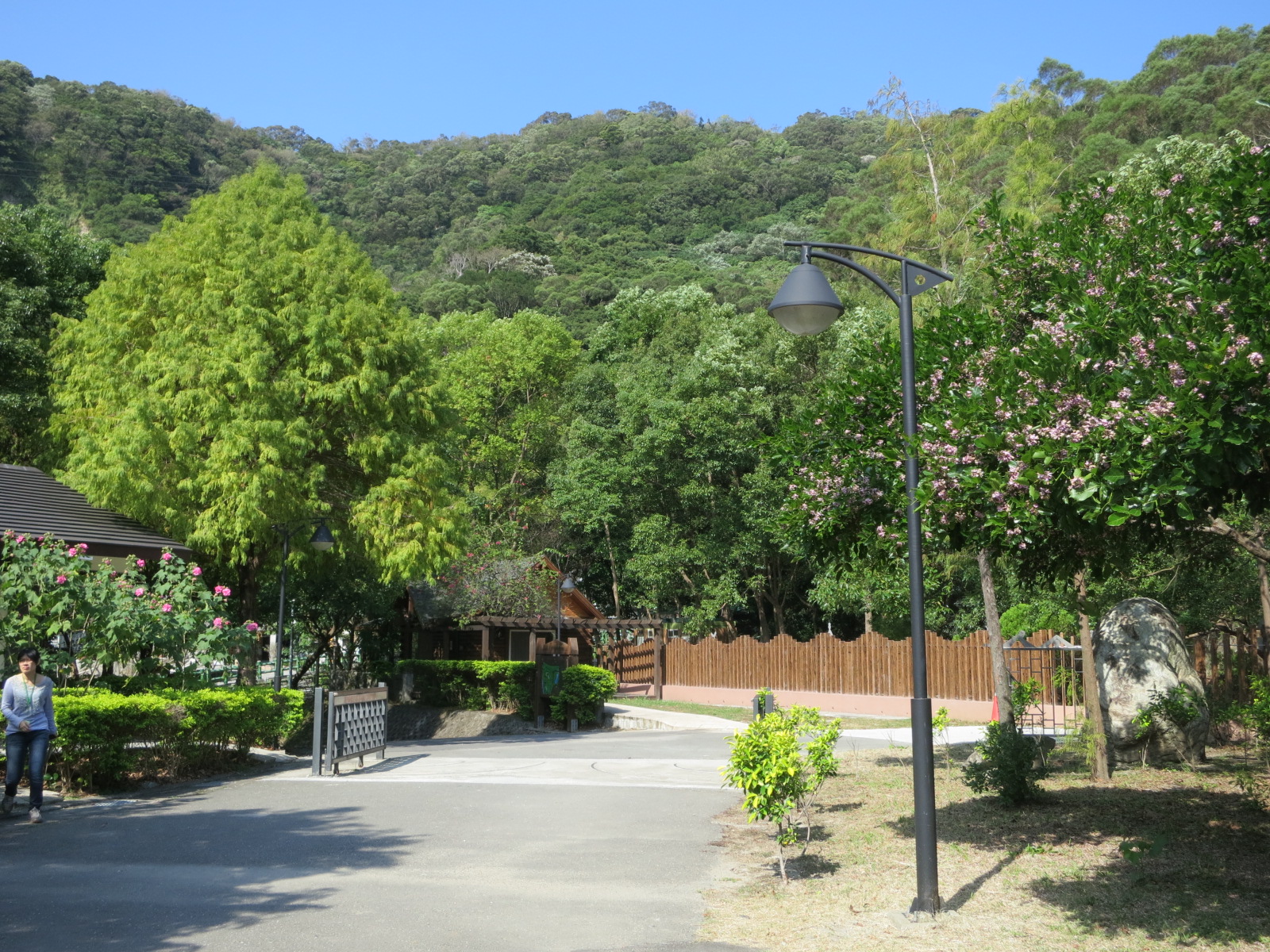 翠綠的落羽松與滿開的水黃皮