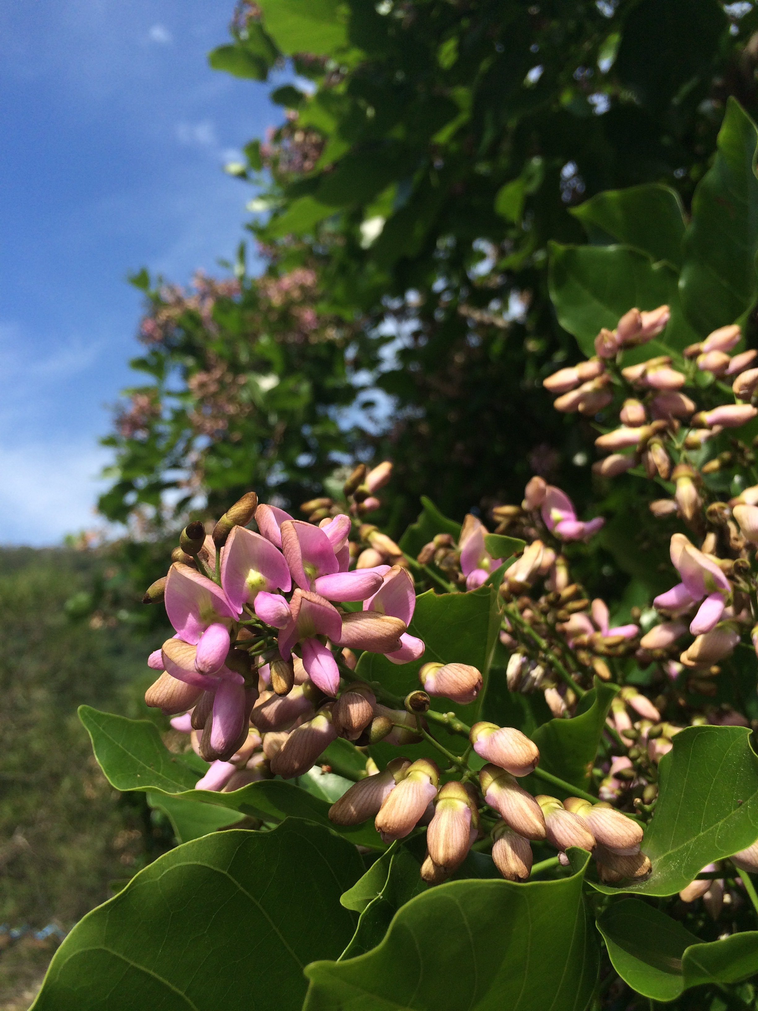 水黃皮淡紫色成串密生的小花
