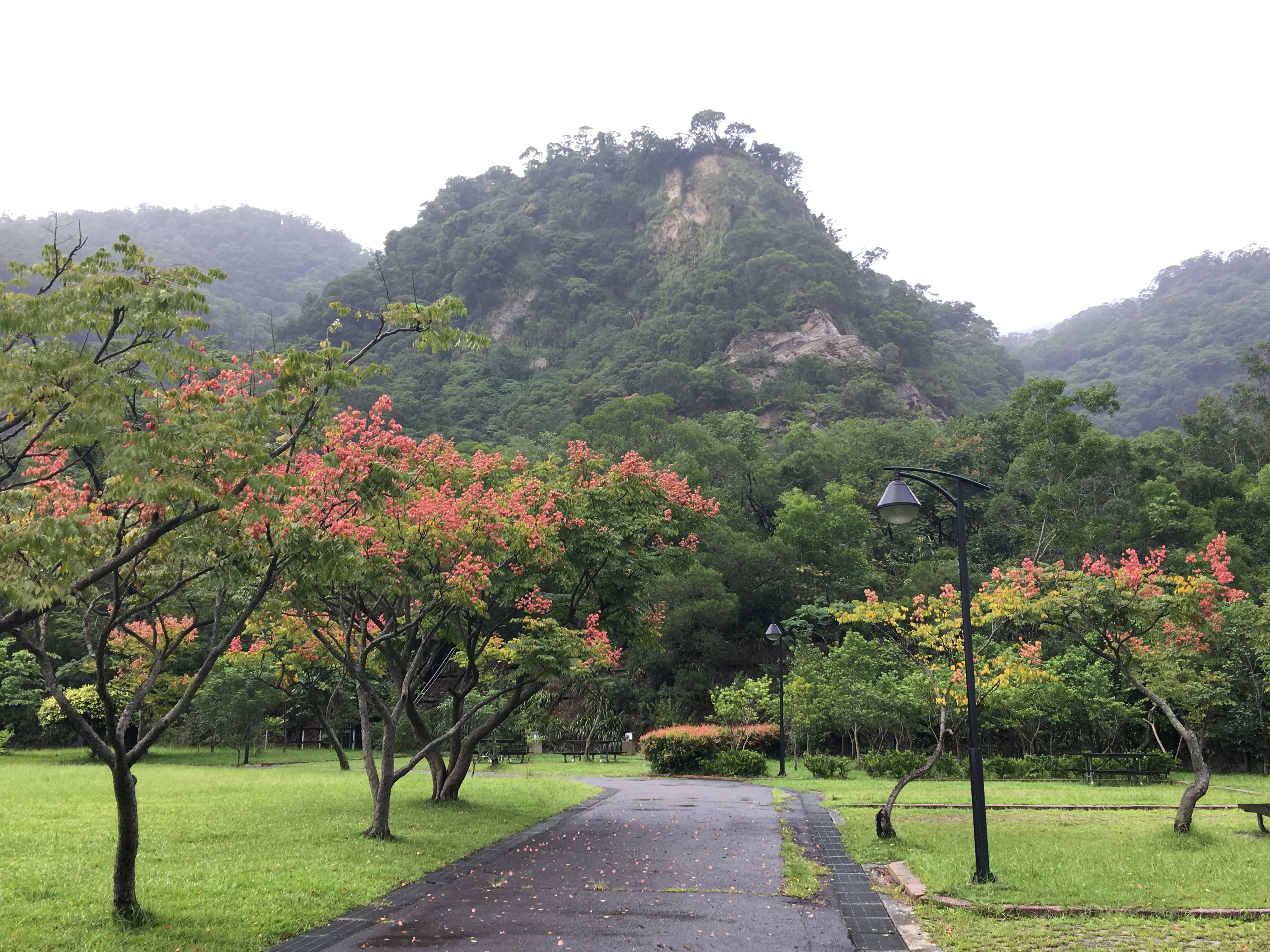 具有四季風情的台灣欒樹