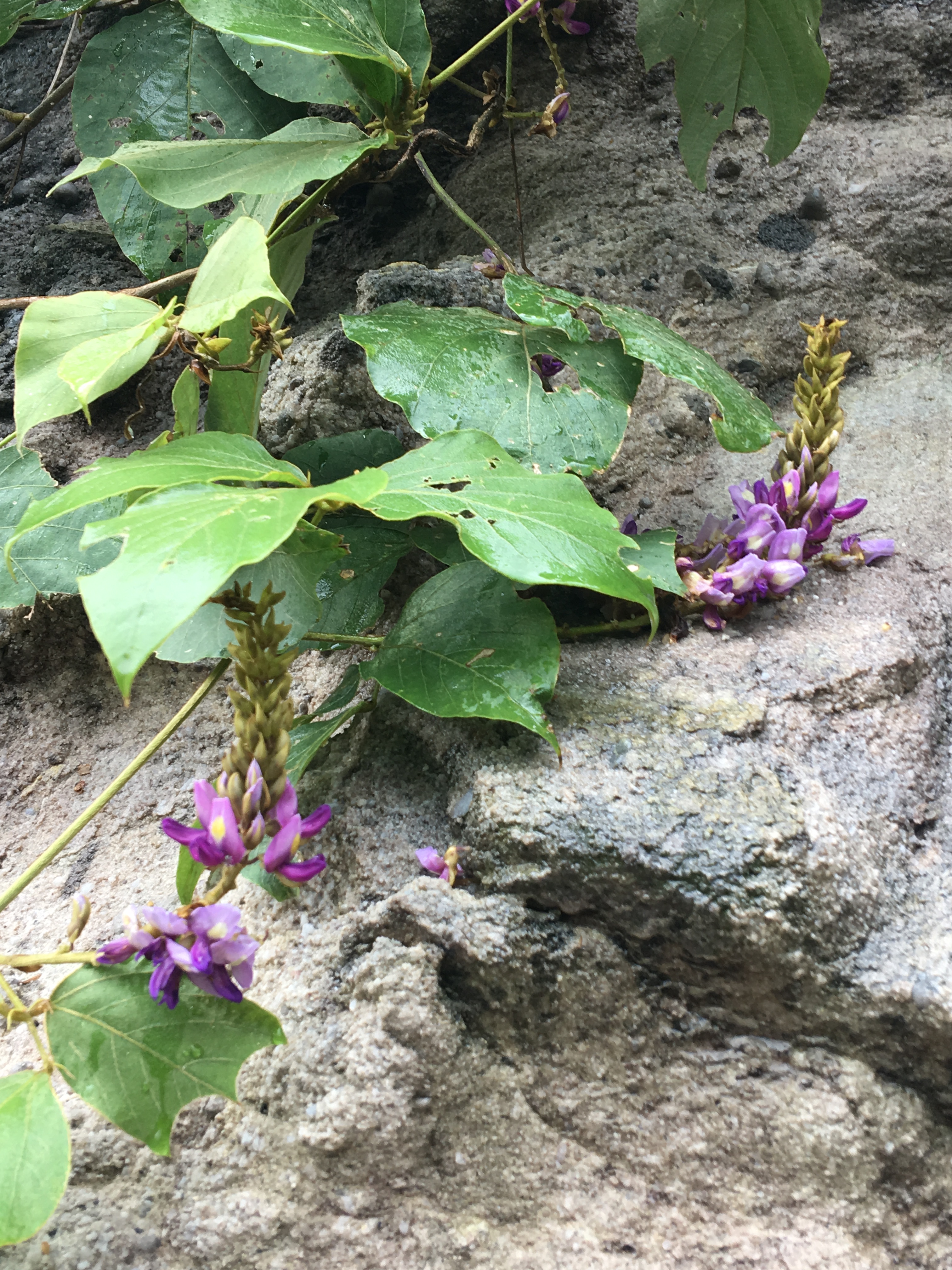 攀爬在五指山層上的葛藤