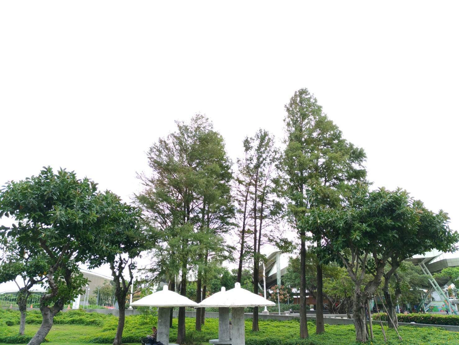 圖3、民眾可在涼亭旁欣賞落羽松的美景