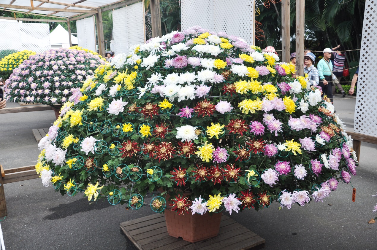 圖2.大立菊已進入最佳賞花期，千萬別錯過