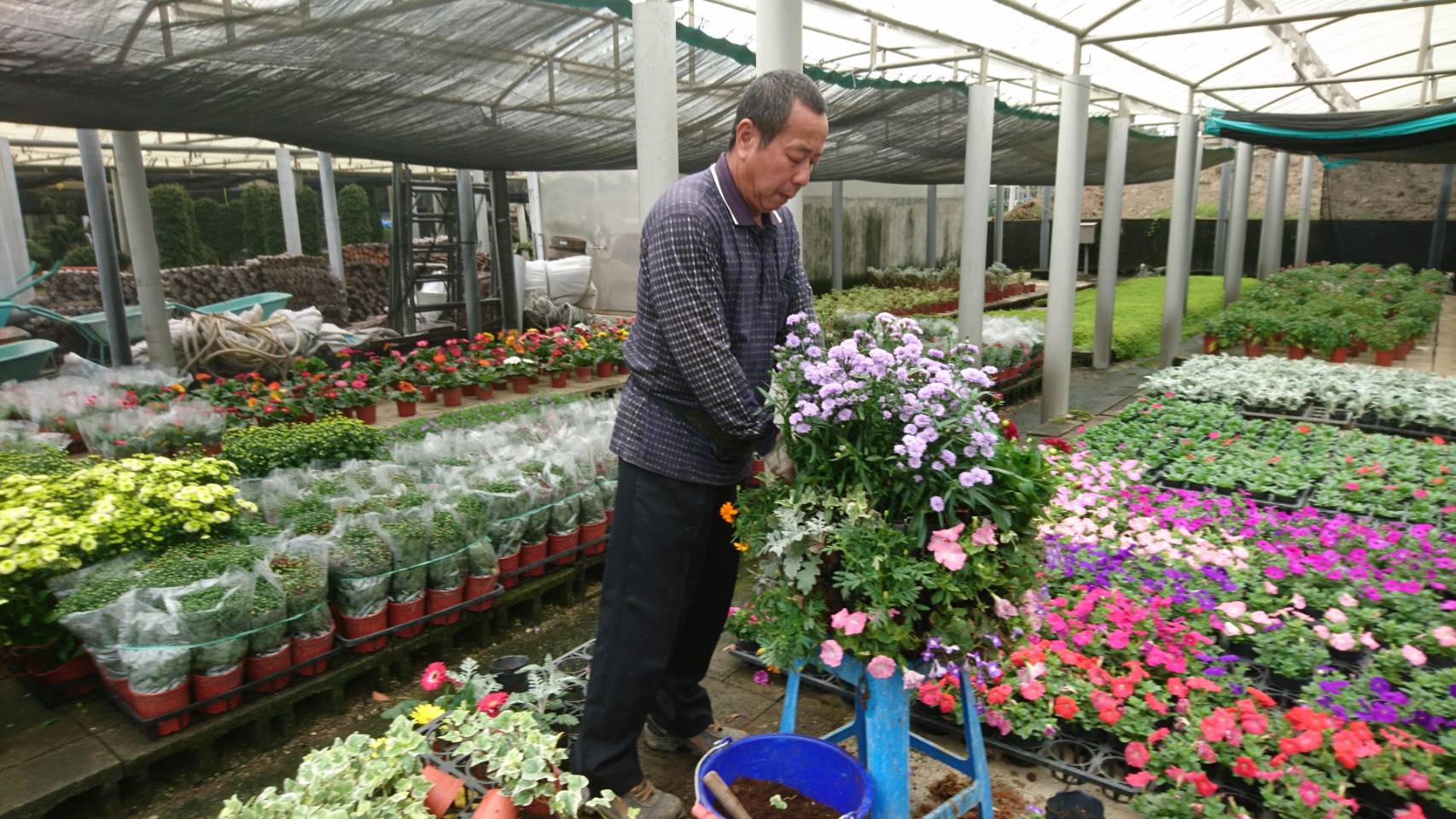 圖2. 花卉大道同仁辛苦佈置歐式花球，使展區更顯熱鬧