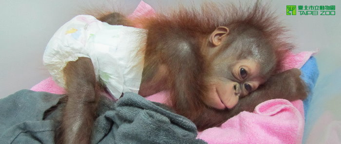 orangutan