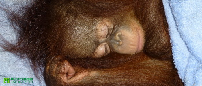 Niu-li has been under the keepers’ 24-hour good care