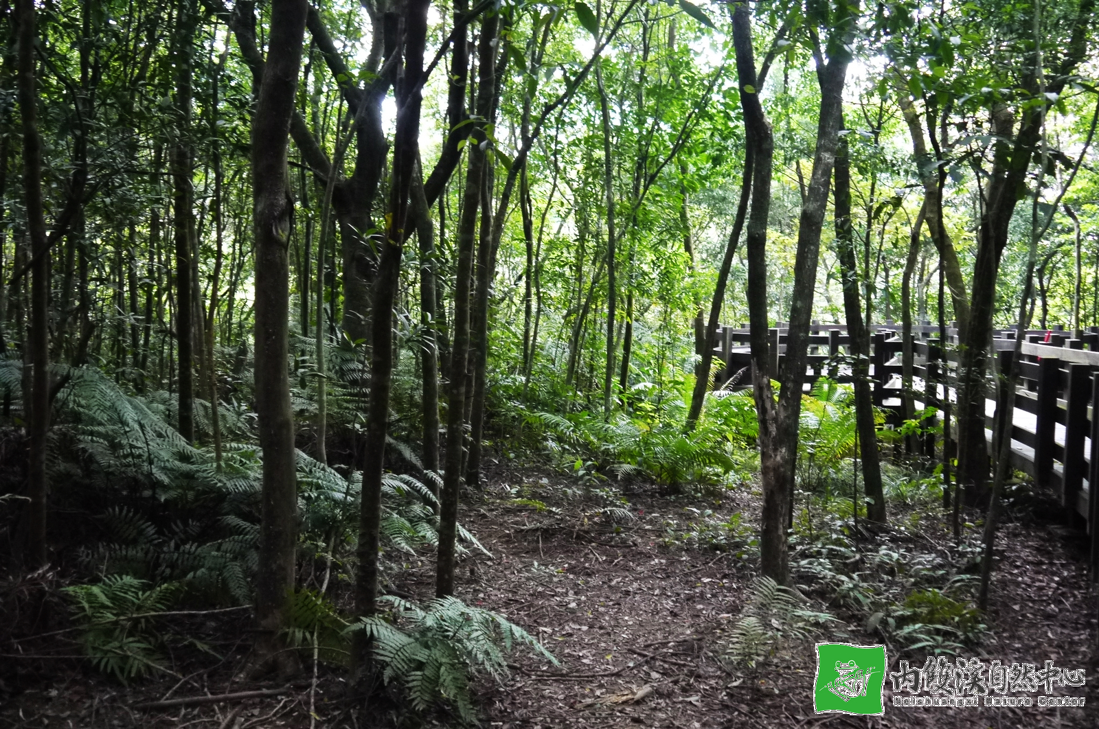 森林樹木、地表草本植物與落葉層能減緩雨滴對土壤的侵擾