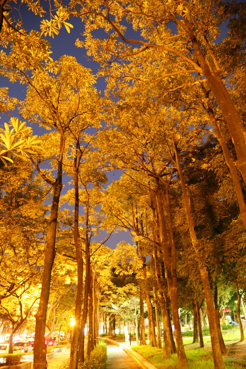 照片10. 越夜越美麗的忠誠公園人行道