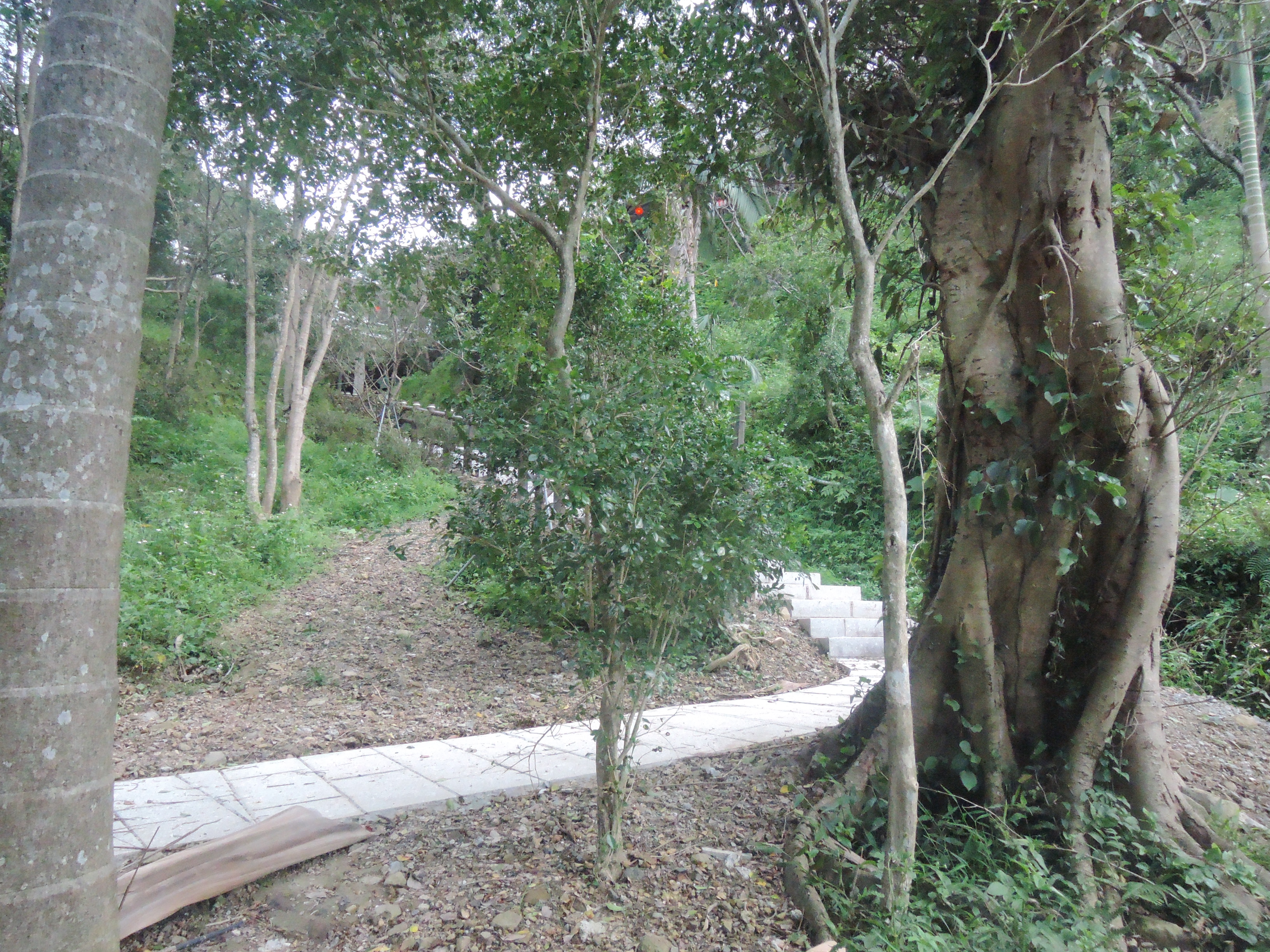 溪畔步道中的小叢林(1)