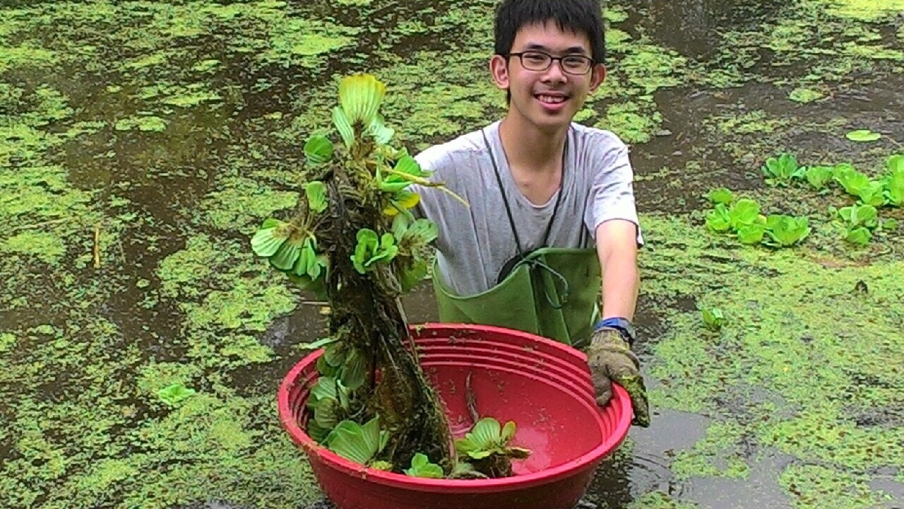 志工夥伴們協助移除生長迅速的水芙蓉