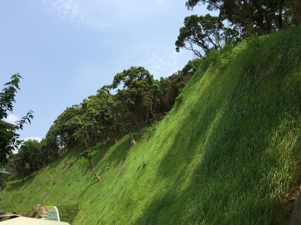 照片3.仙樹公園-邊坡整治後植生良好綠意盎然