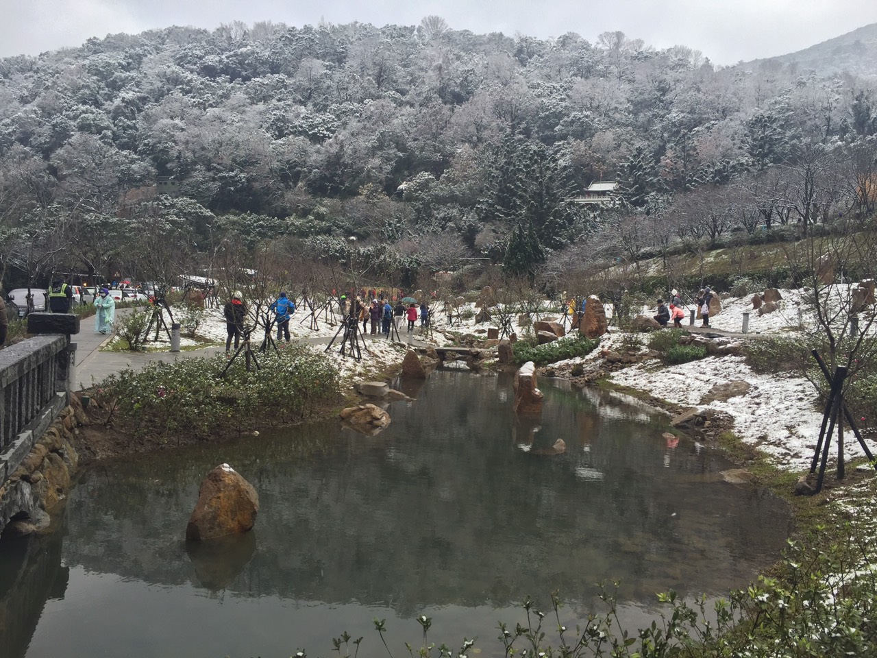 照片9.陽明公園- 105年1月23日雪景中的櫻花林與自然溪流景觀