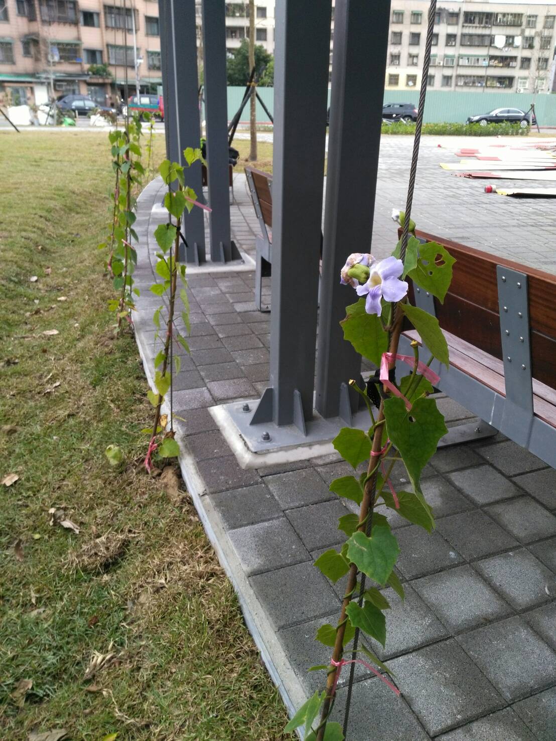 花架休息區種植爬籐類大鄧伯花