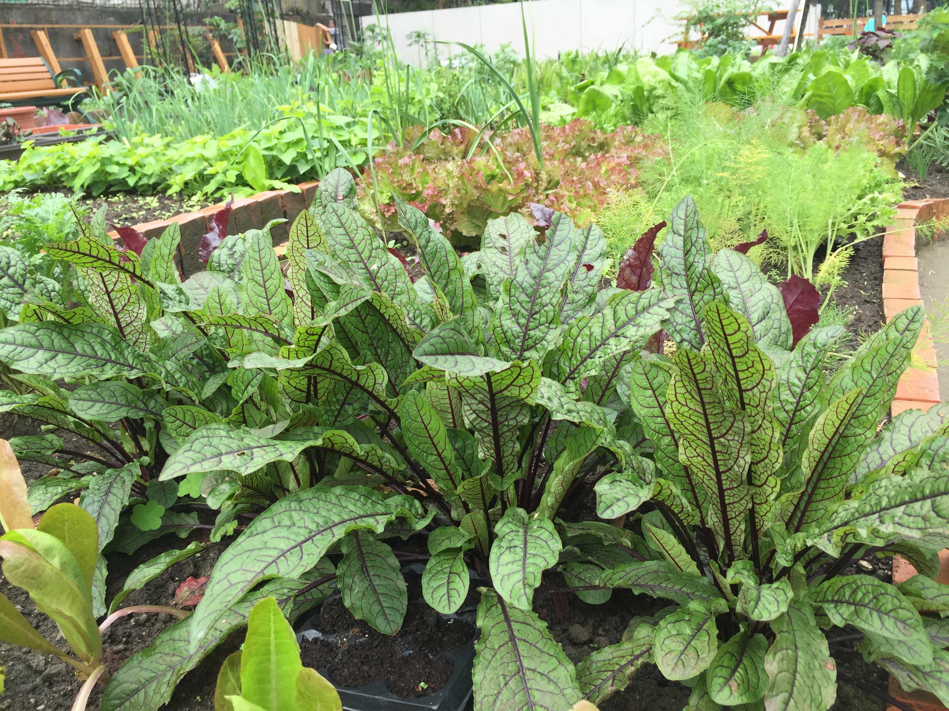 鵬程里農園提倡有機栽培