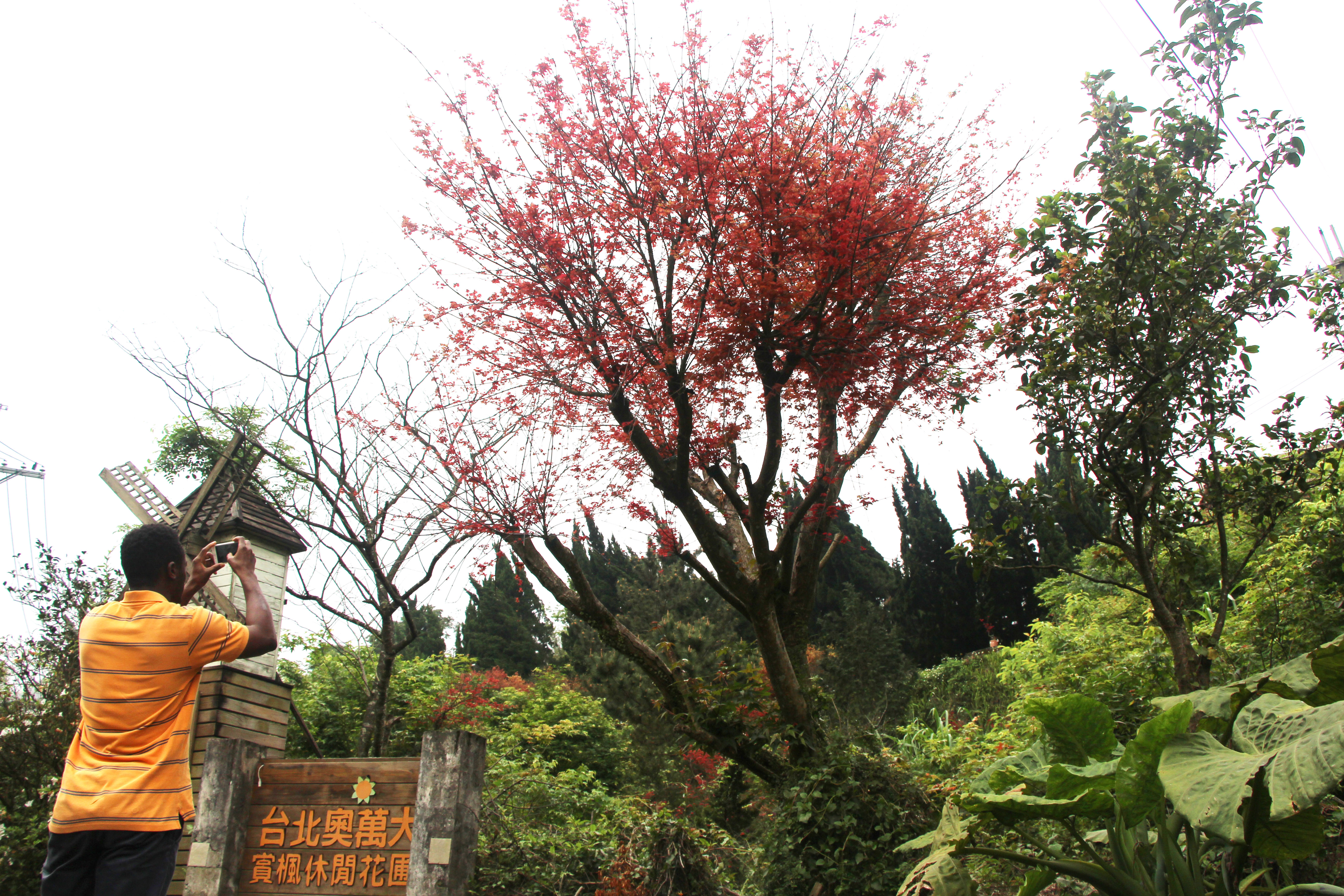 照片4 特色餐廳的槭樹吸引民眾拍照打卡