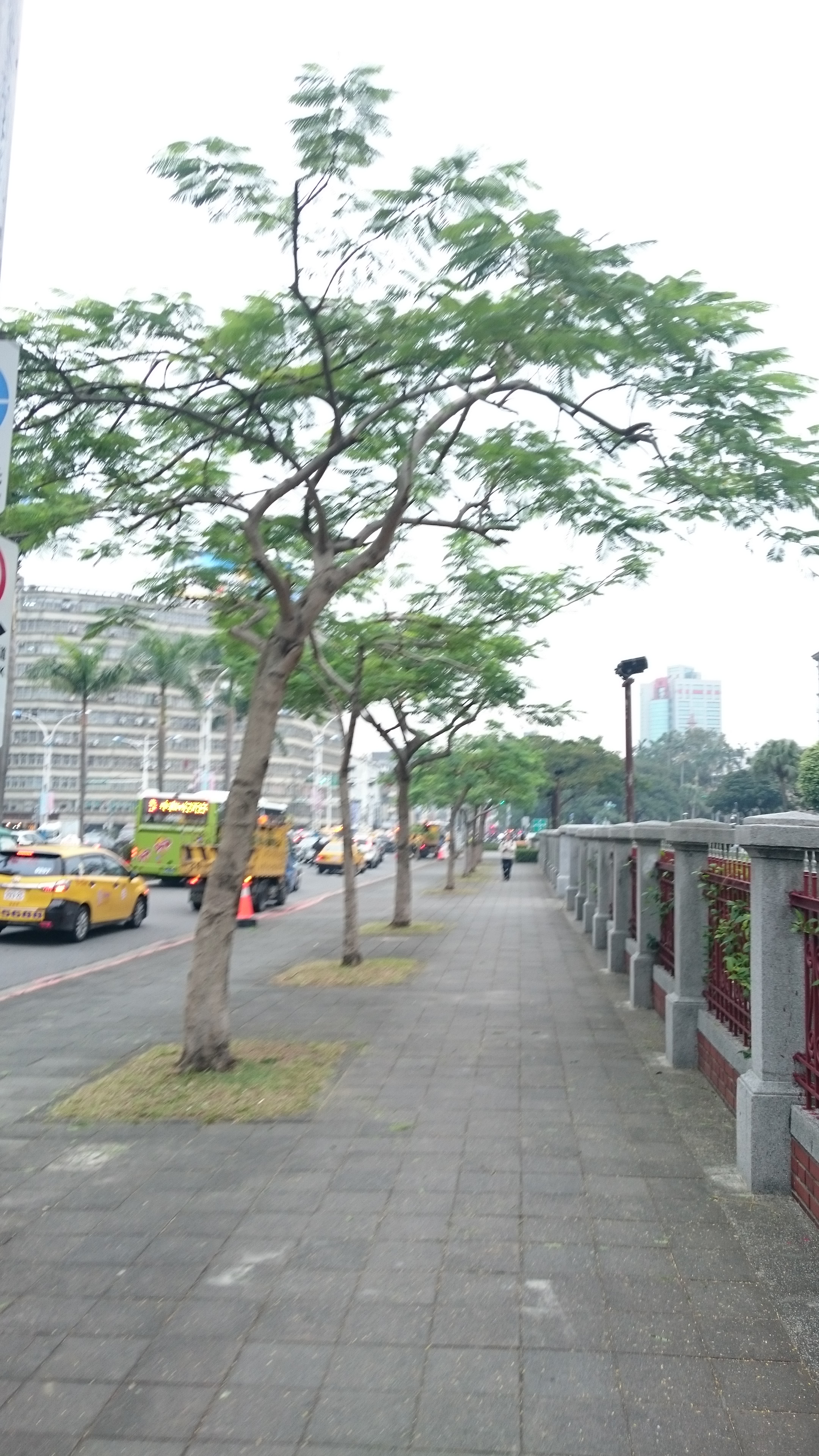 中山南路鳳凰木修剪後