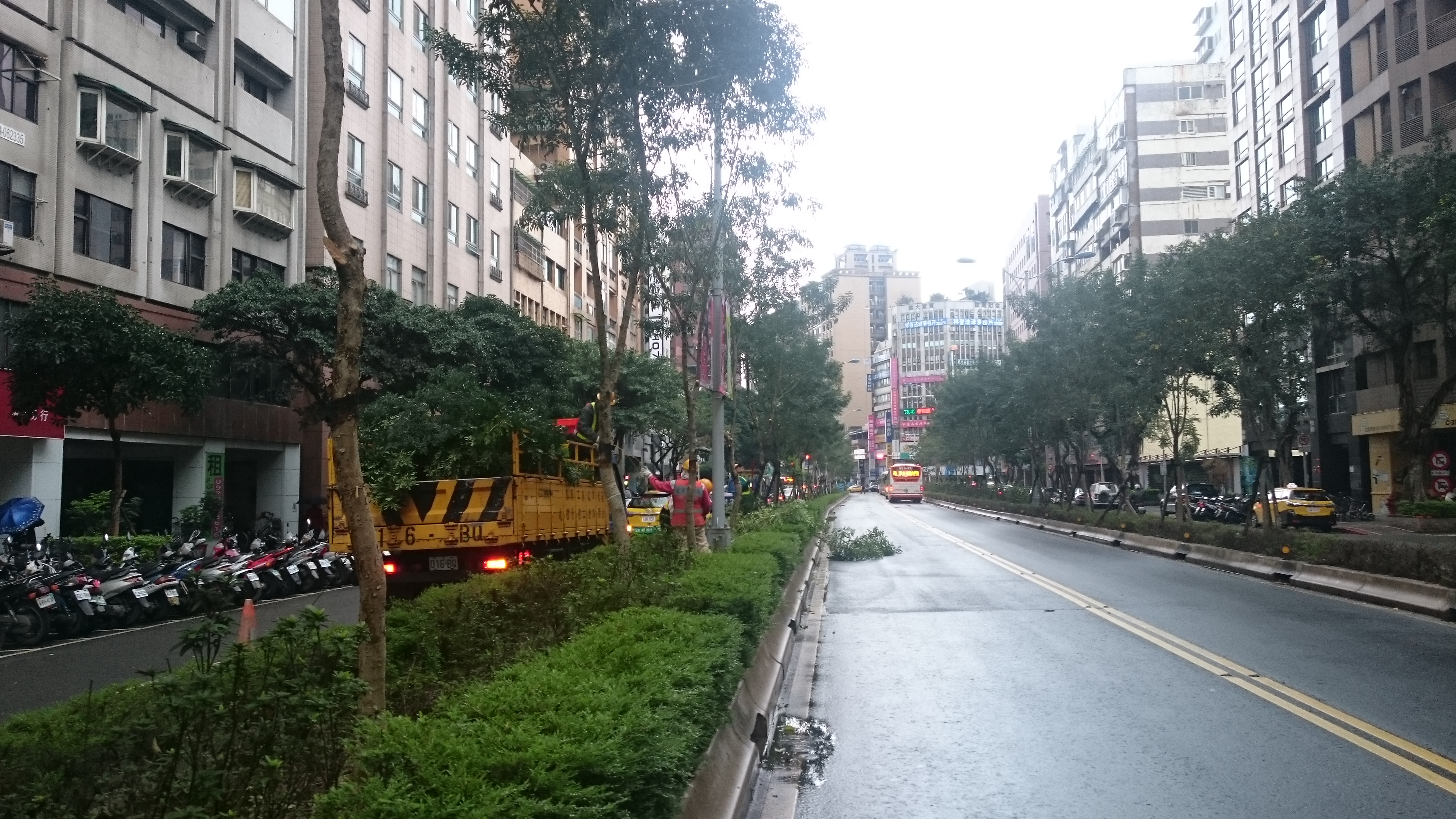 信義路二段修剪光蠟樹