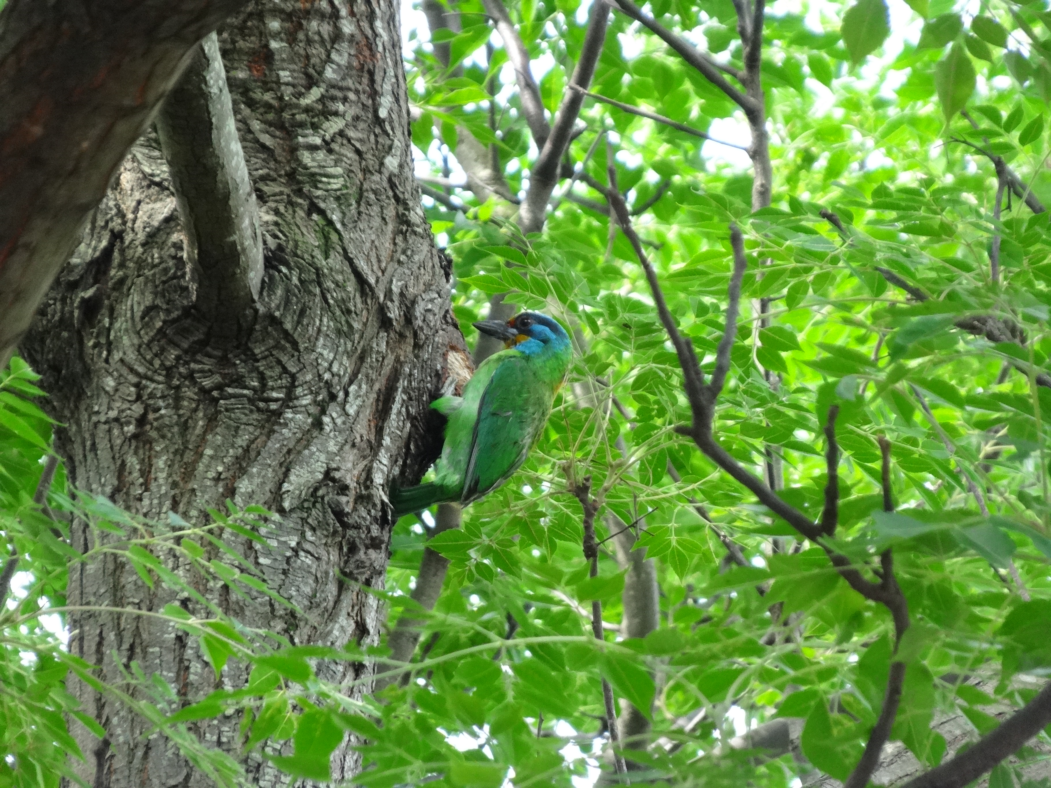 五色鳥(於前山公園攝)