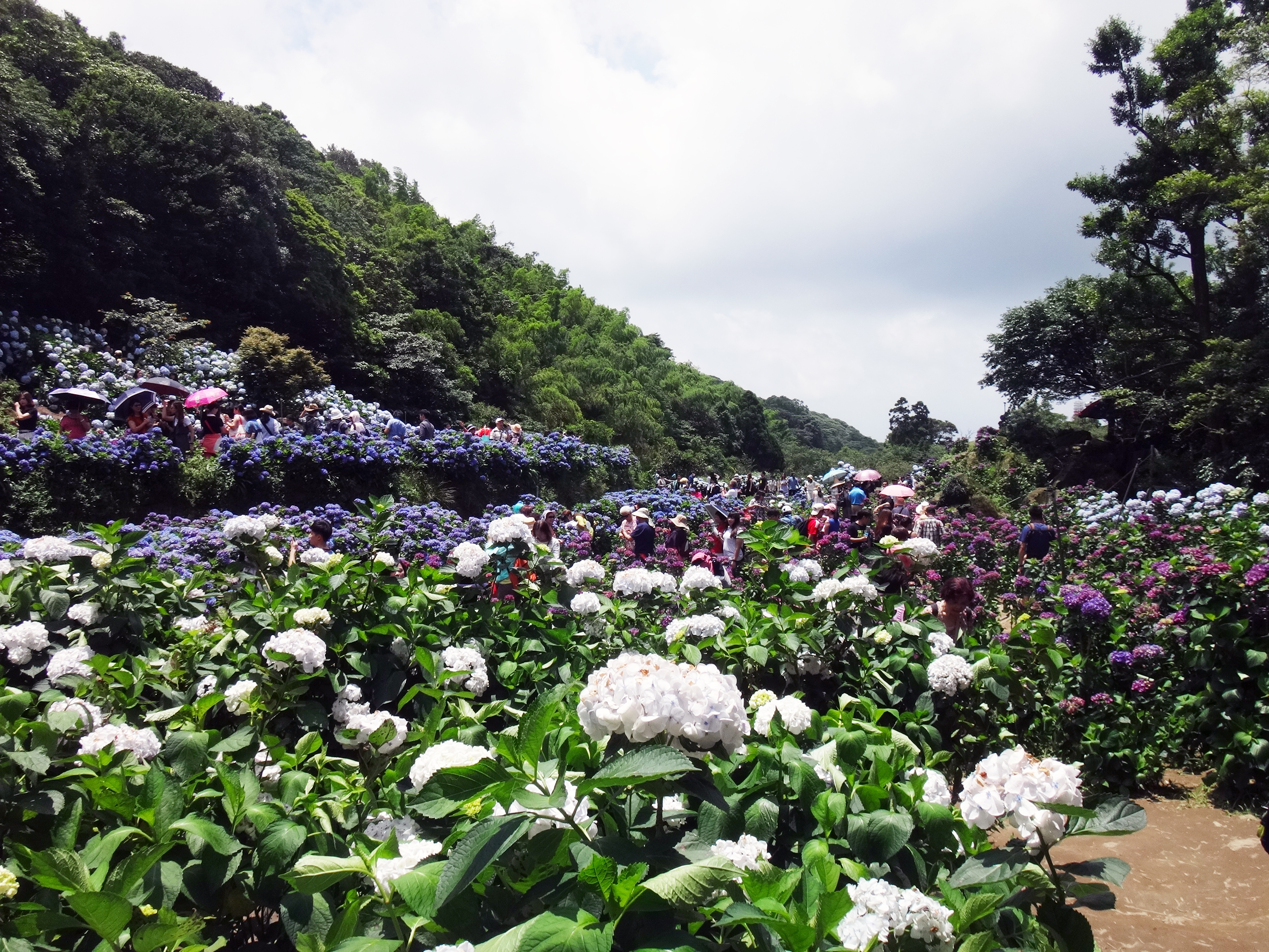 照片6　夢幻繡球花海