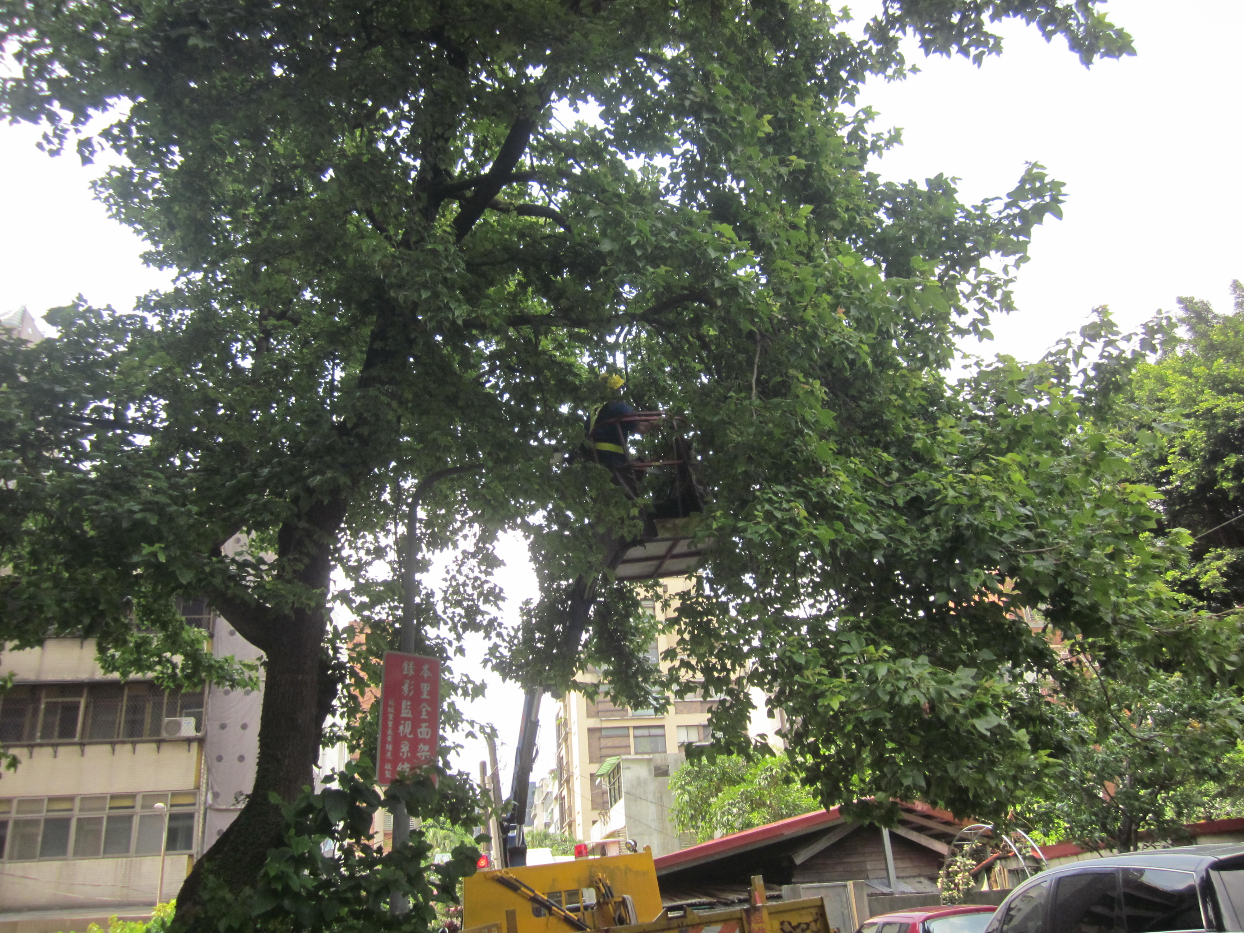 新生南路三段，使用高空作業車修剪樹木低垂枝-中