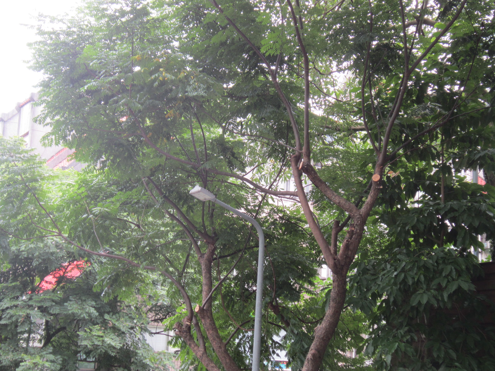 政大三街，使用高空作業車修剪樹木遮擋路之樹枝-後