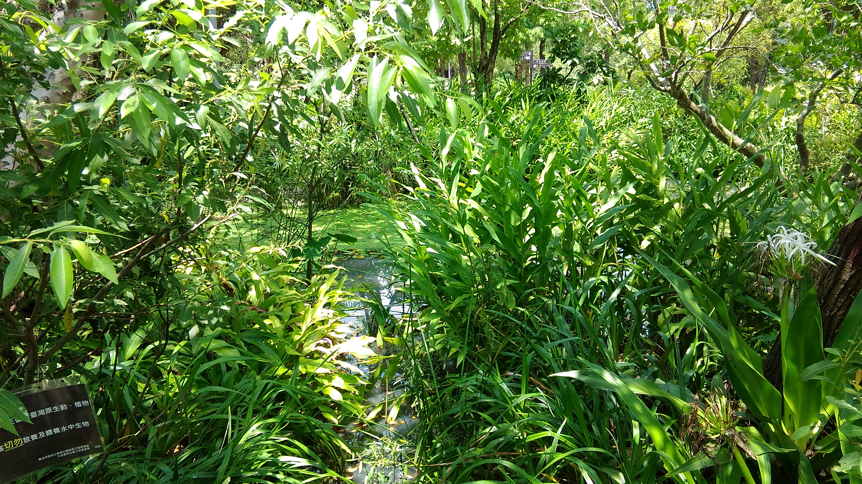 圖2.豐富的植物相提供動物良好棲地