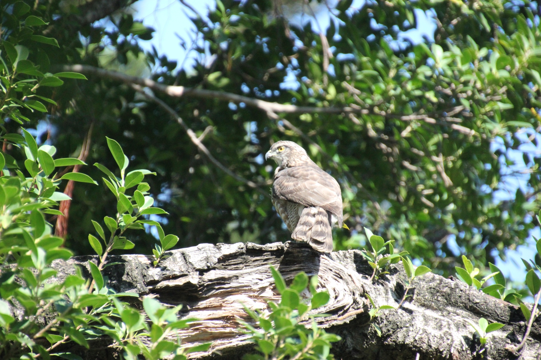 圖8、榮星花園公園鳳頭蒼鷹在樹上享受冬天的太陽(志工曾國誠攝影)