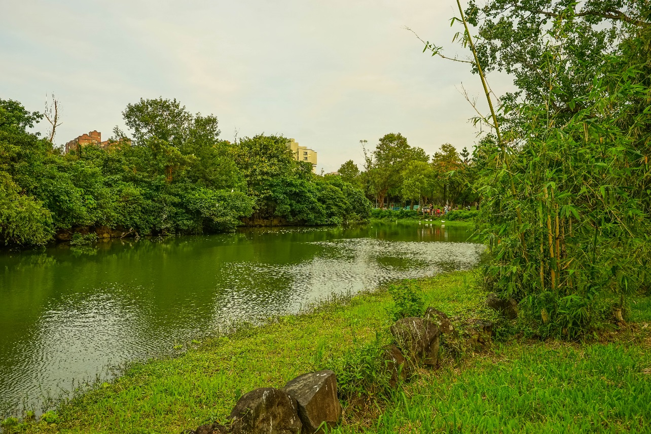 圖1、大安森林公園大生態池一景