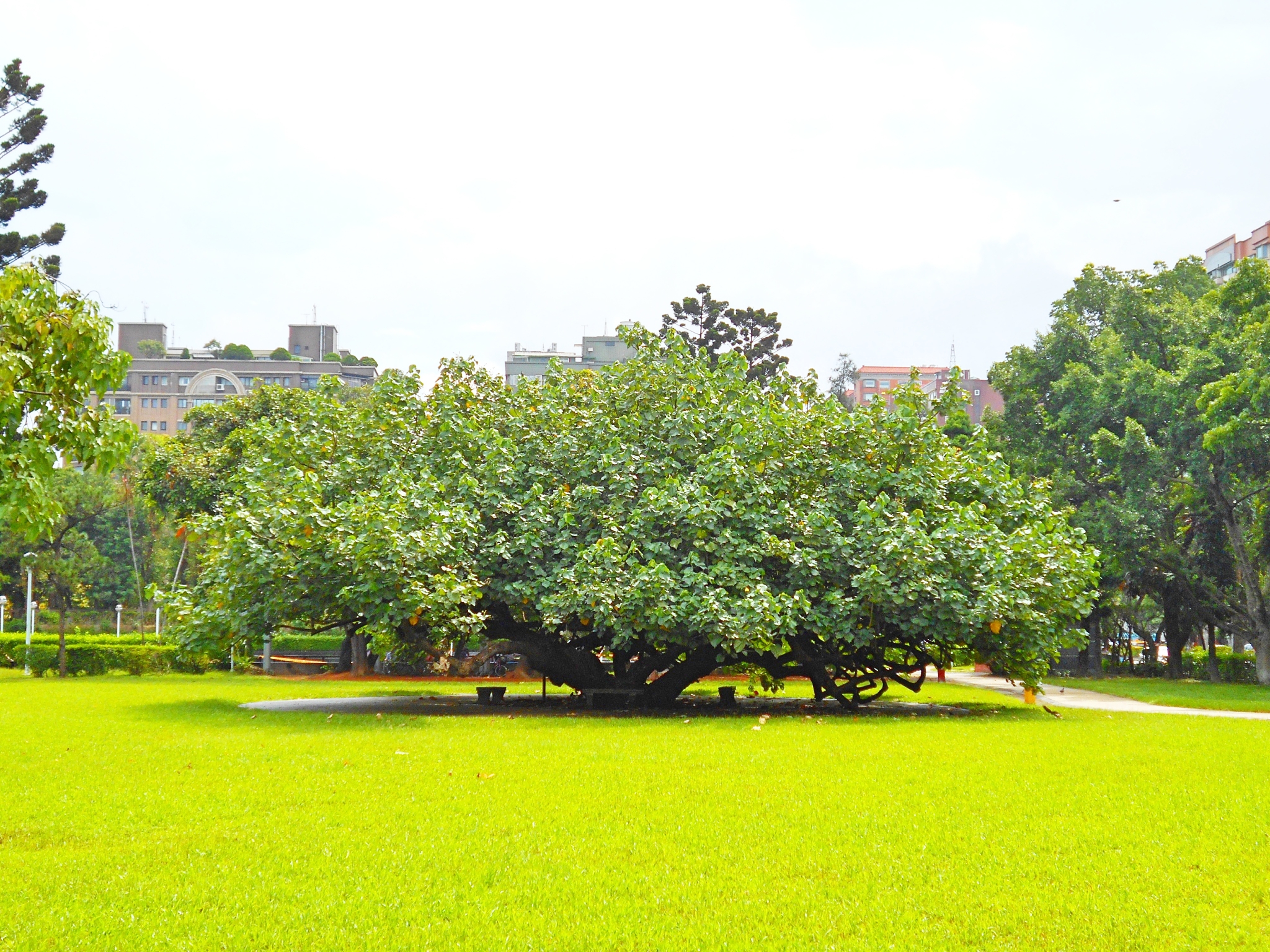 圖6、榮星花園公園的保護老樹黃槿是公園開闢前就留存的重要地標