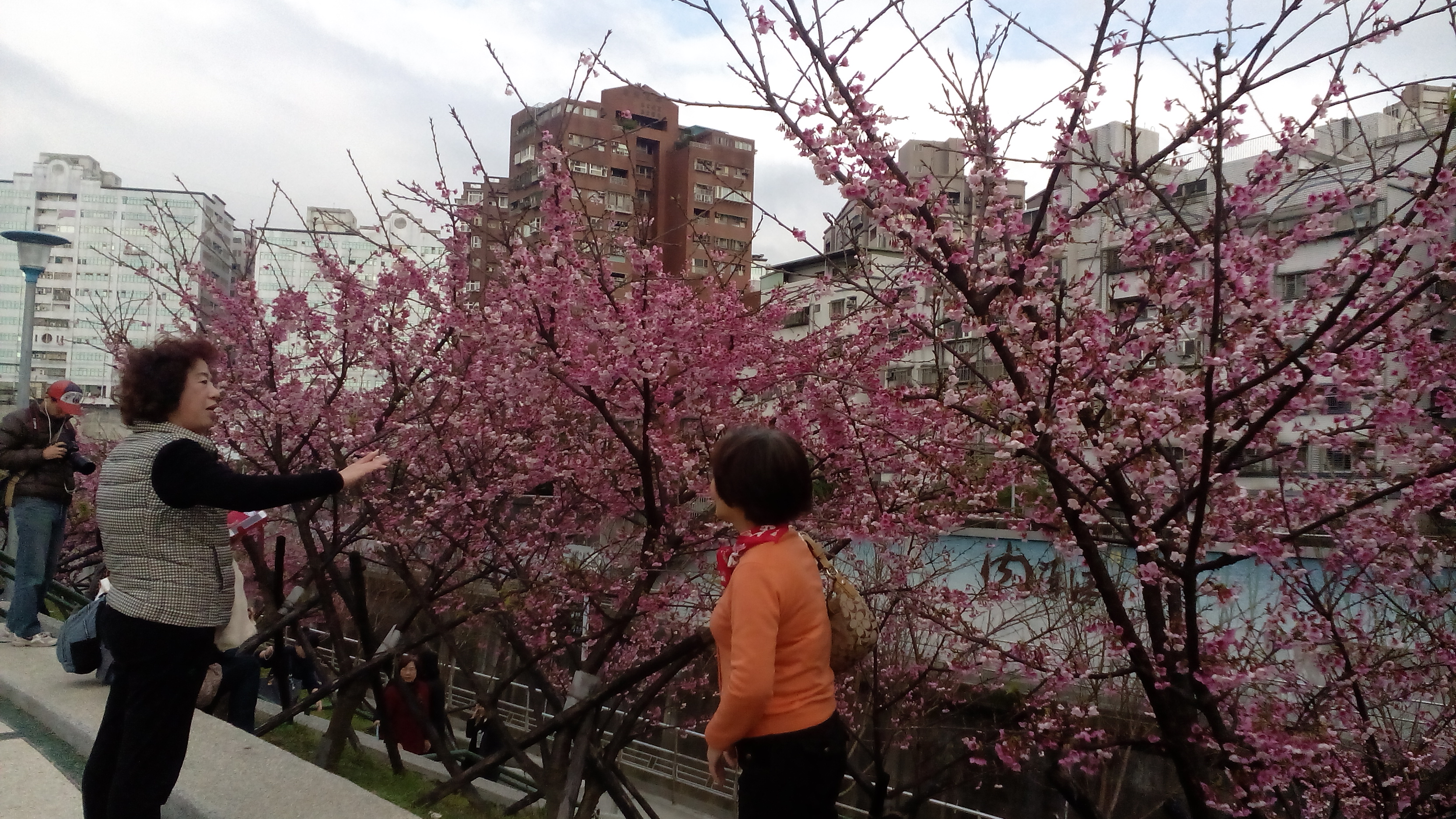 圖1、105年樂活公園櫻花綻開，民眾前往賞櫻景況。
